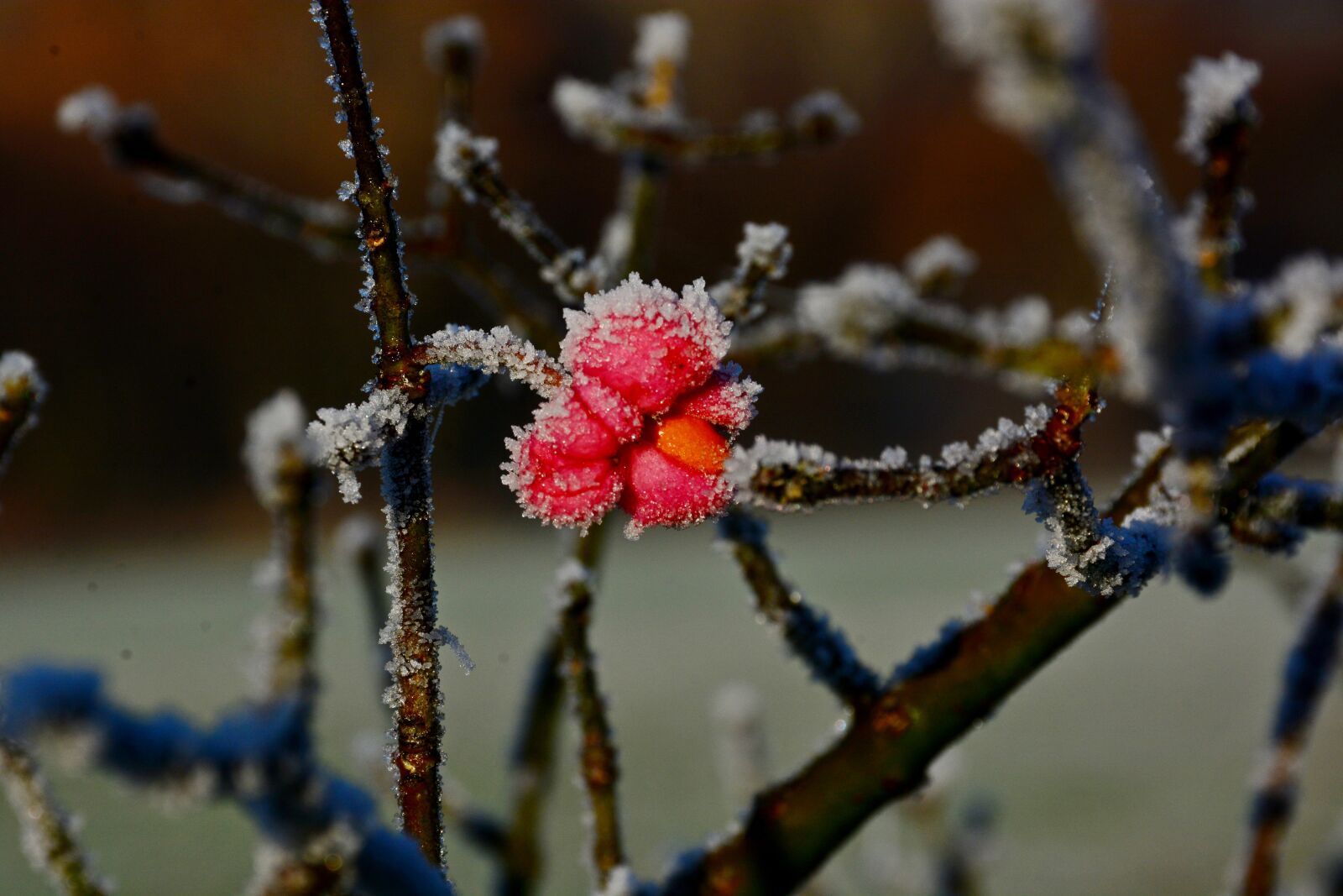 Nikon D7100 sample photo. Flowers, brina, winter photography