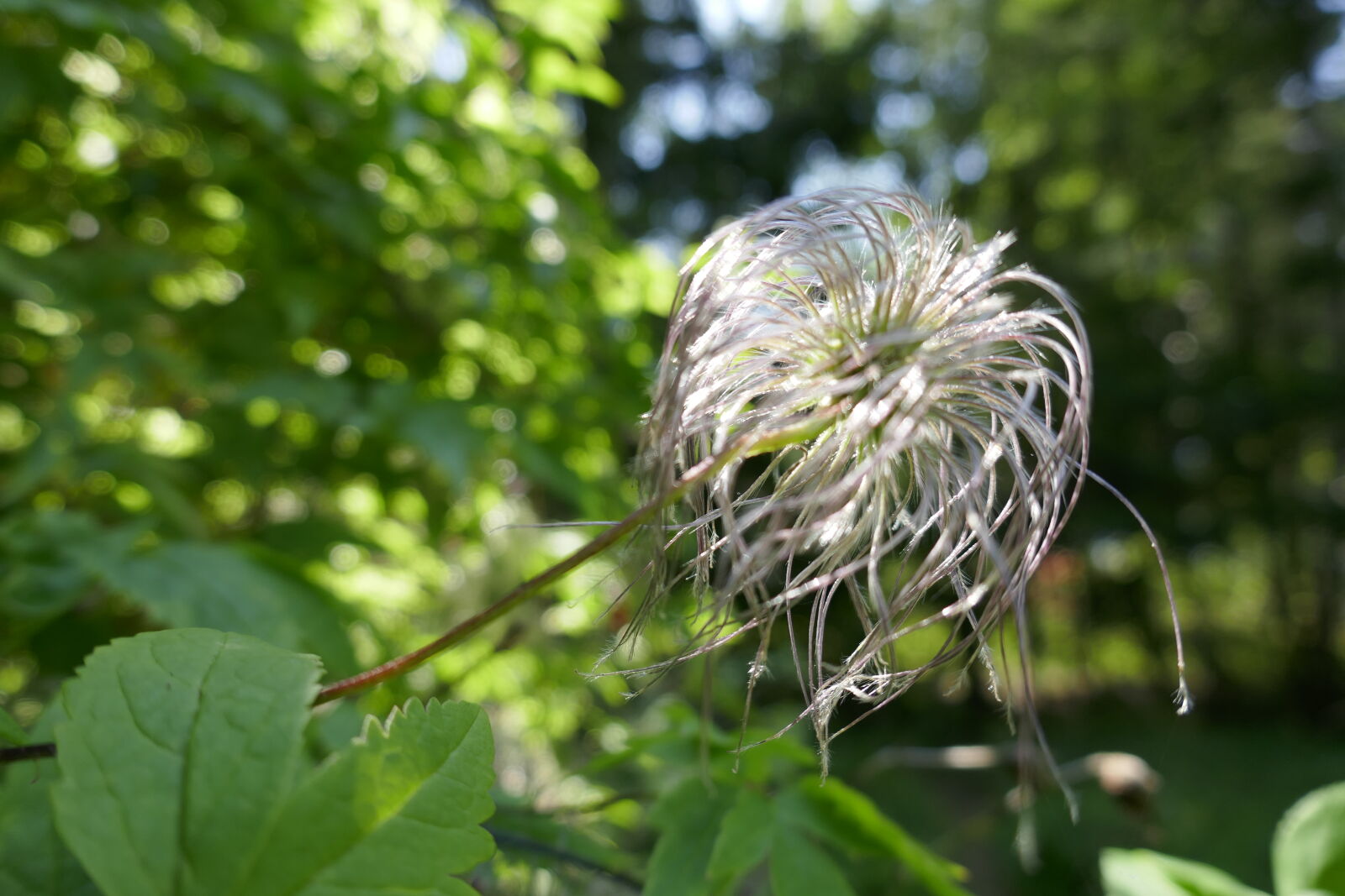 Panasonic Lumix DMC-ZS100 (Lumix DMC-TZ100) sample photo. Flower photography