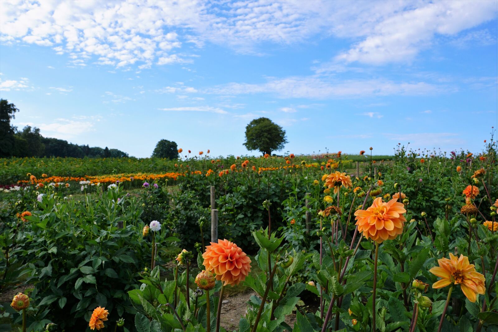 Sony ILCA-77M2 + Sony DT 16-50mm F2.8 SSM sample photo. Meadow, field, zollikon photography