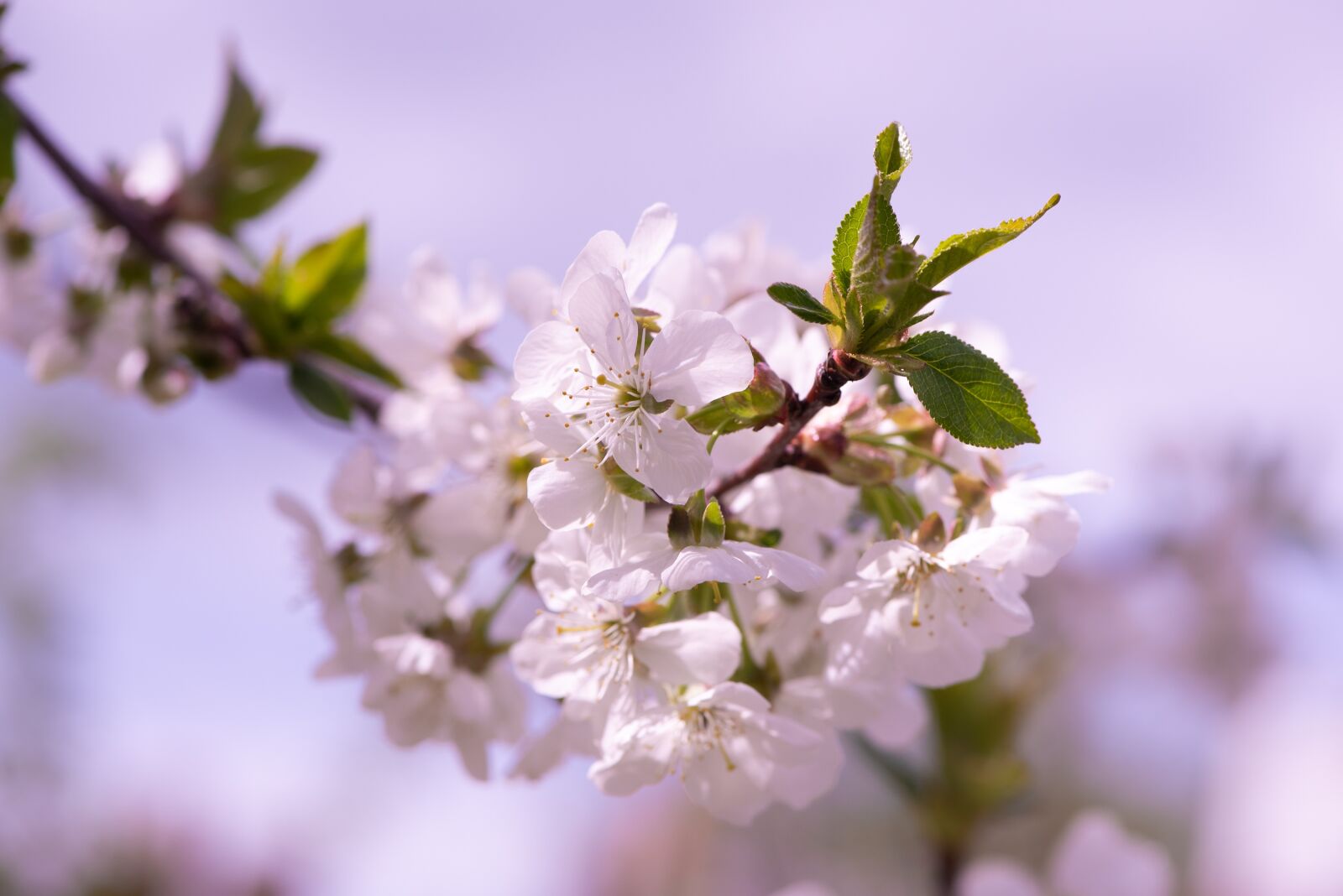 Nikon D750 sample photo. Flowers, white, branch photography