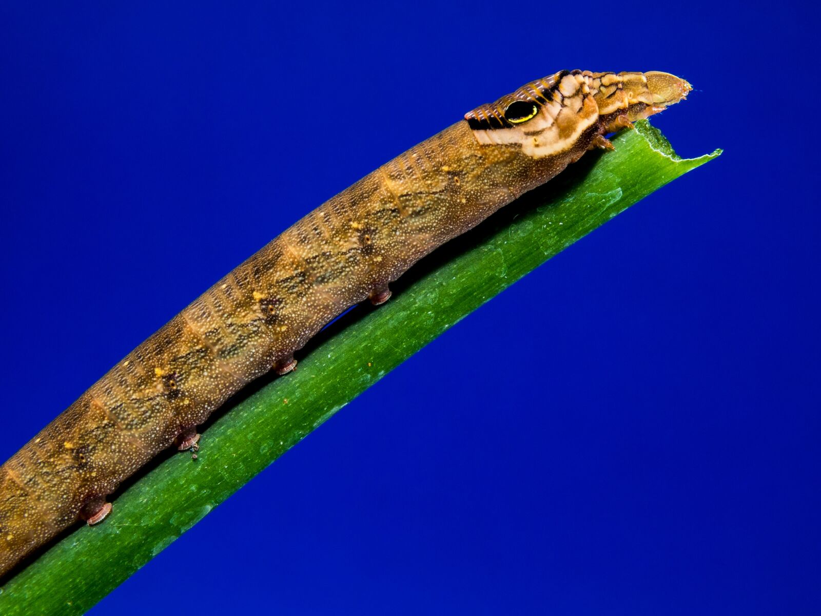 Fujifilm X-S1 sample photo. Caterpillar, brown, how a photography