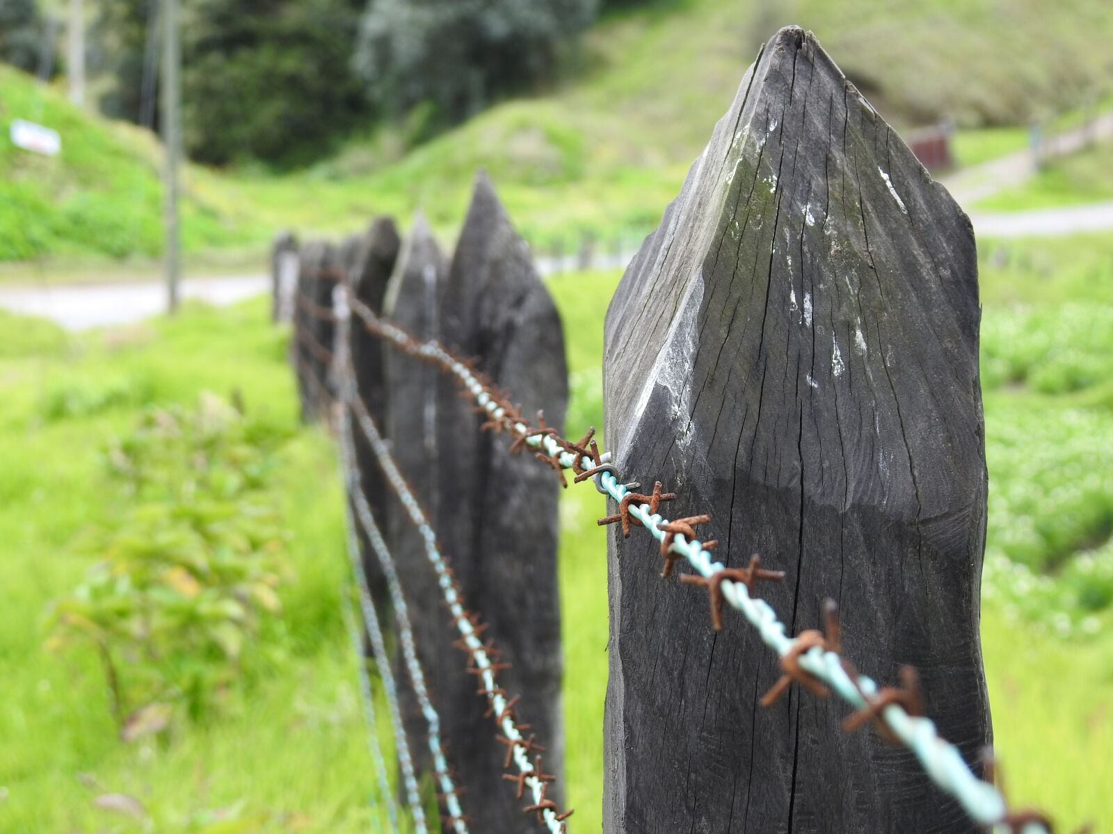 Nikon Coolpix P900 sample photo. Carca, barbed wire, field photography