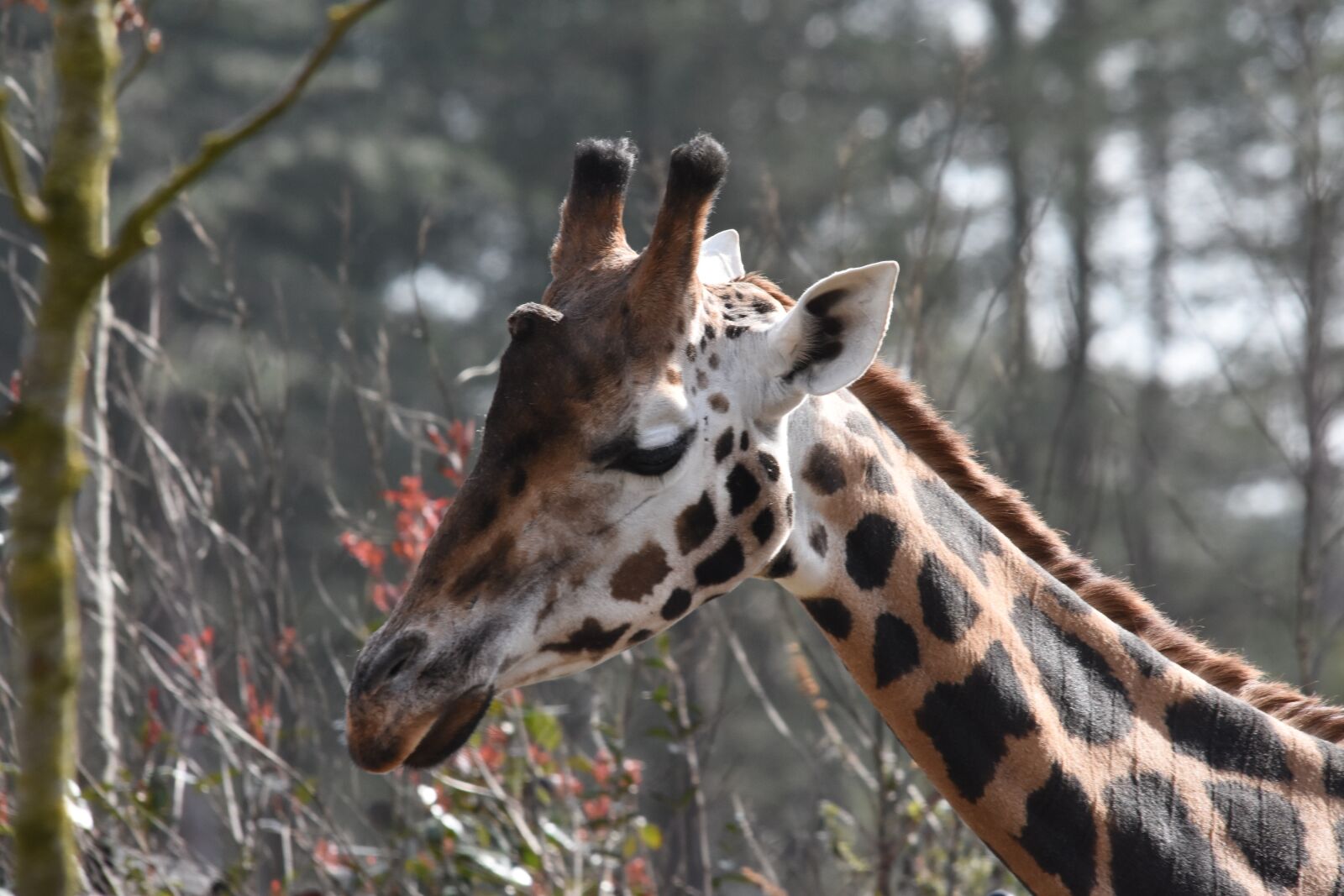 Nikon D7200 sample photo. Nature, wildlife, animal kingdom photography