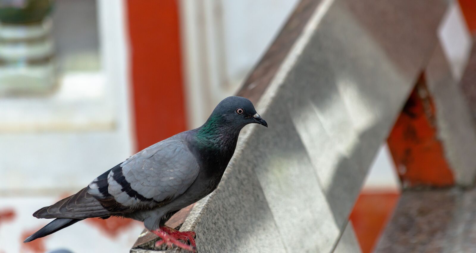Nikon D3200 sample photo. Dove, white, doves photography