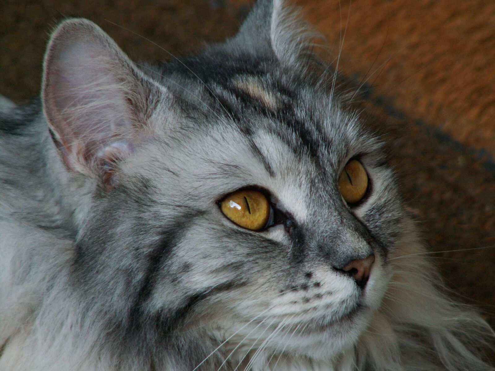KONICA MINOLTA DiMAGE Z3 sample photo. Cat, cat face, german photography