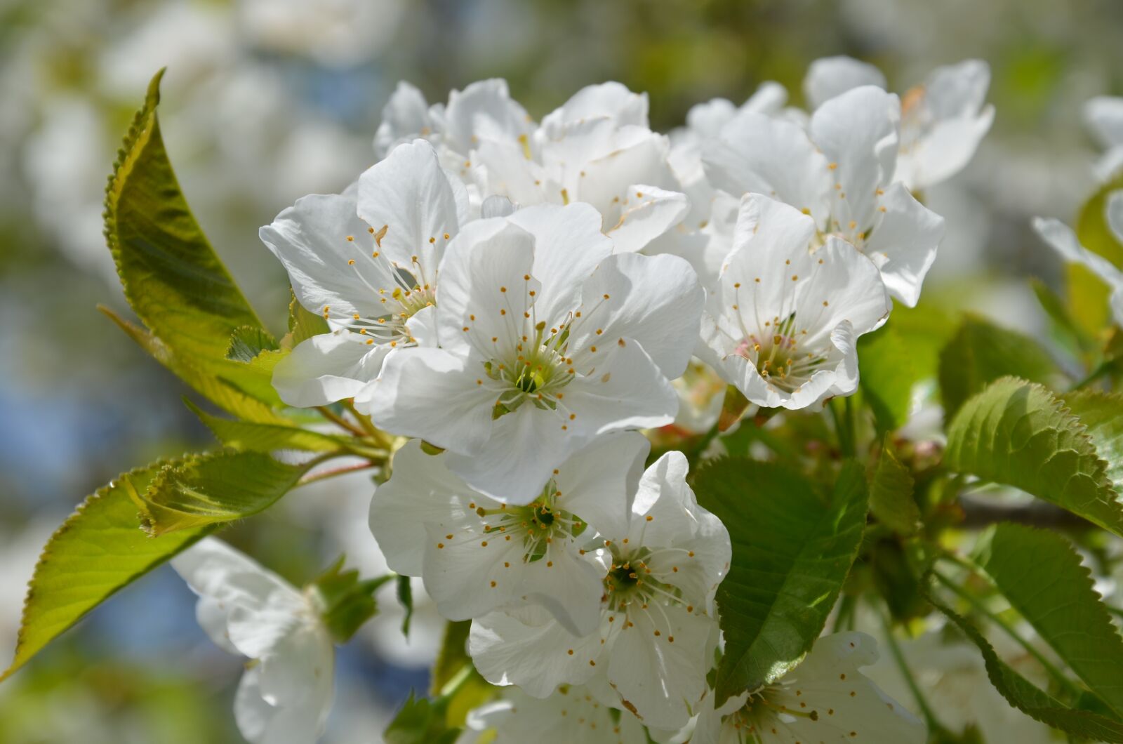 Nikon D5100 sample photo. Flower, spring, natural photography