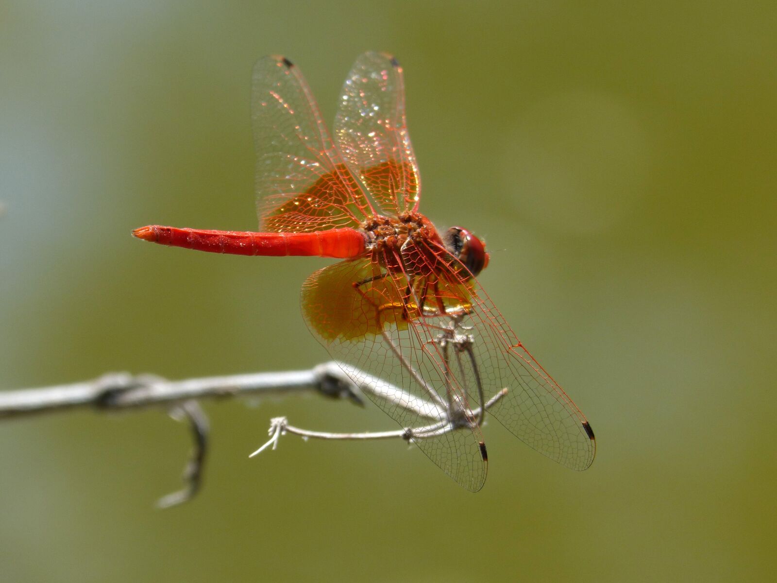 Panasonic DMC-FZ62 sample photo. Dragonfly, red dragonfly, erythraea photography