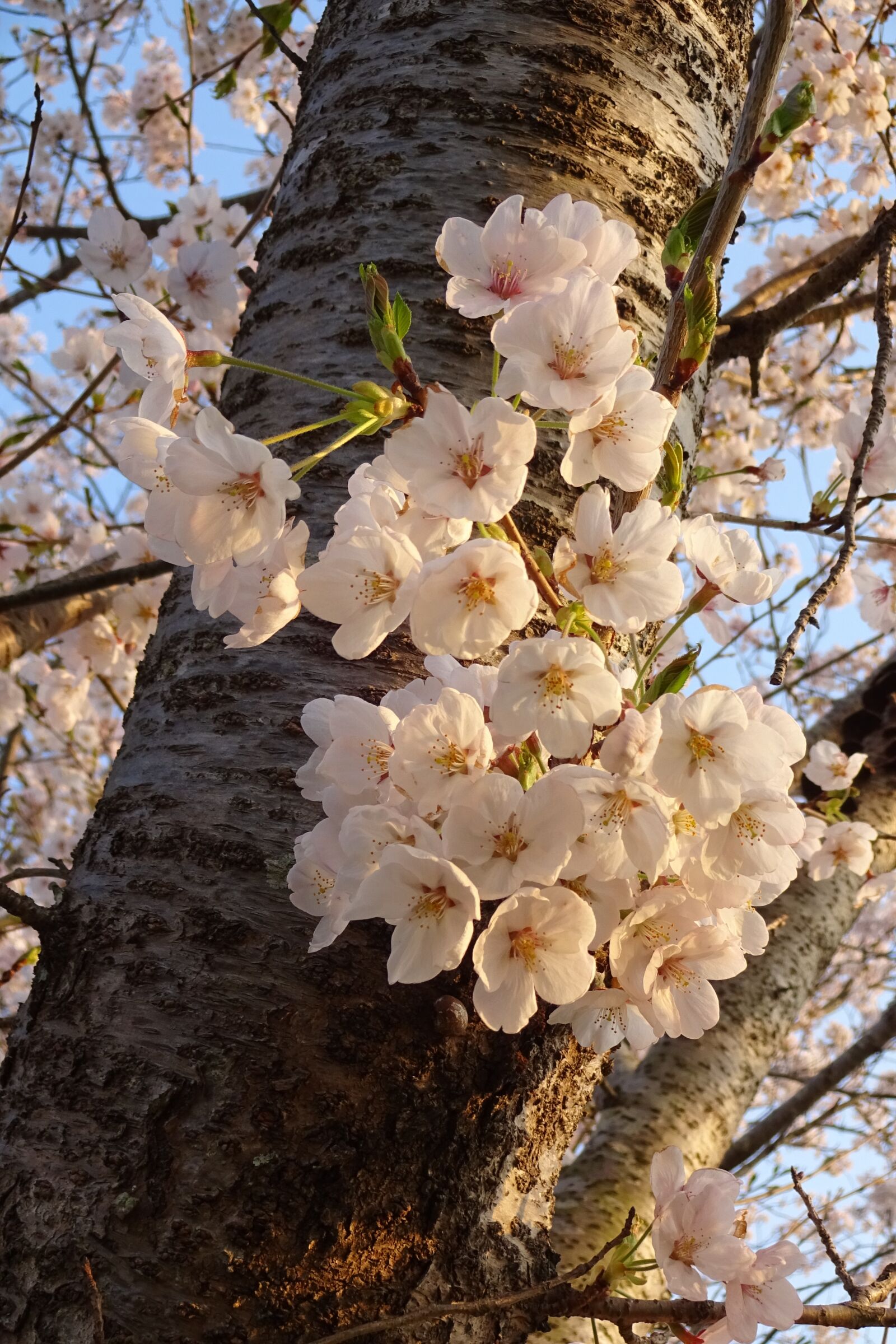 Sony Cyber-shot DSC-WX220 sample photo. Spring, spring flowers, pink photography