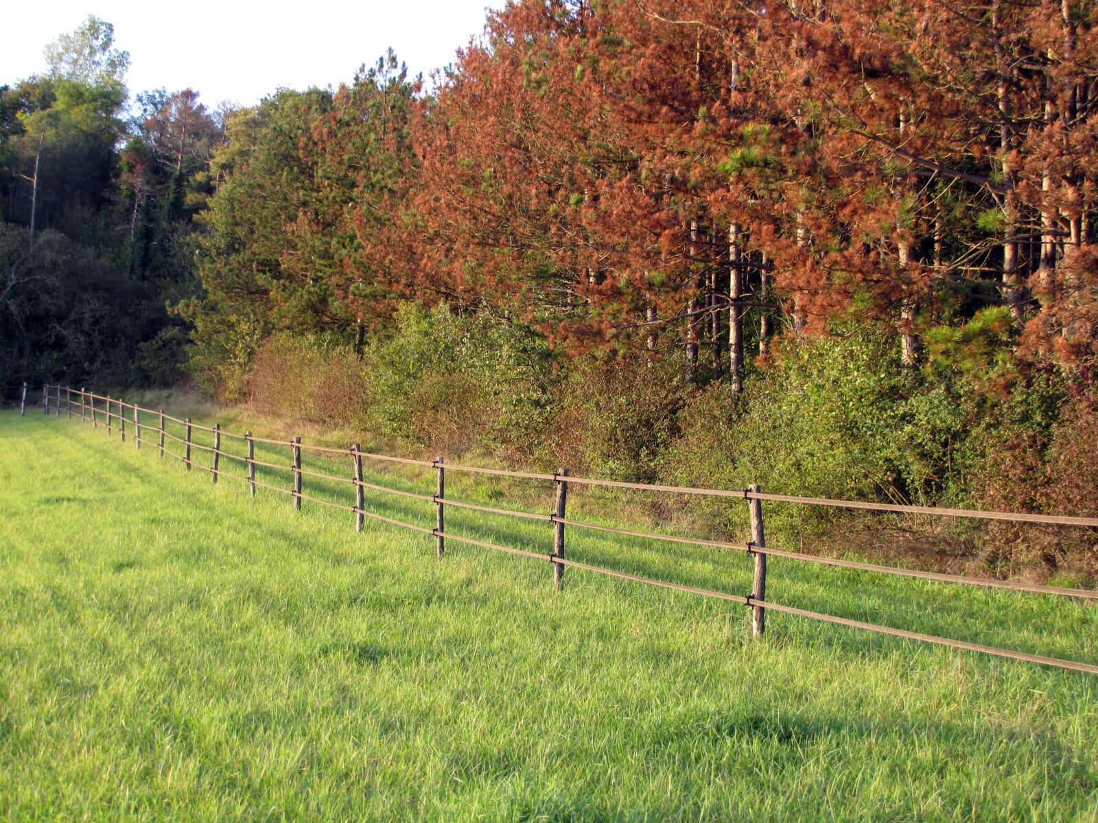 Canon PowerShot SX20 IS sample photo. Fields, trees, fall photography