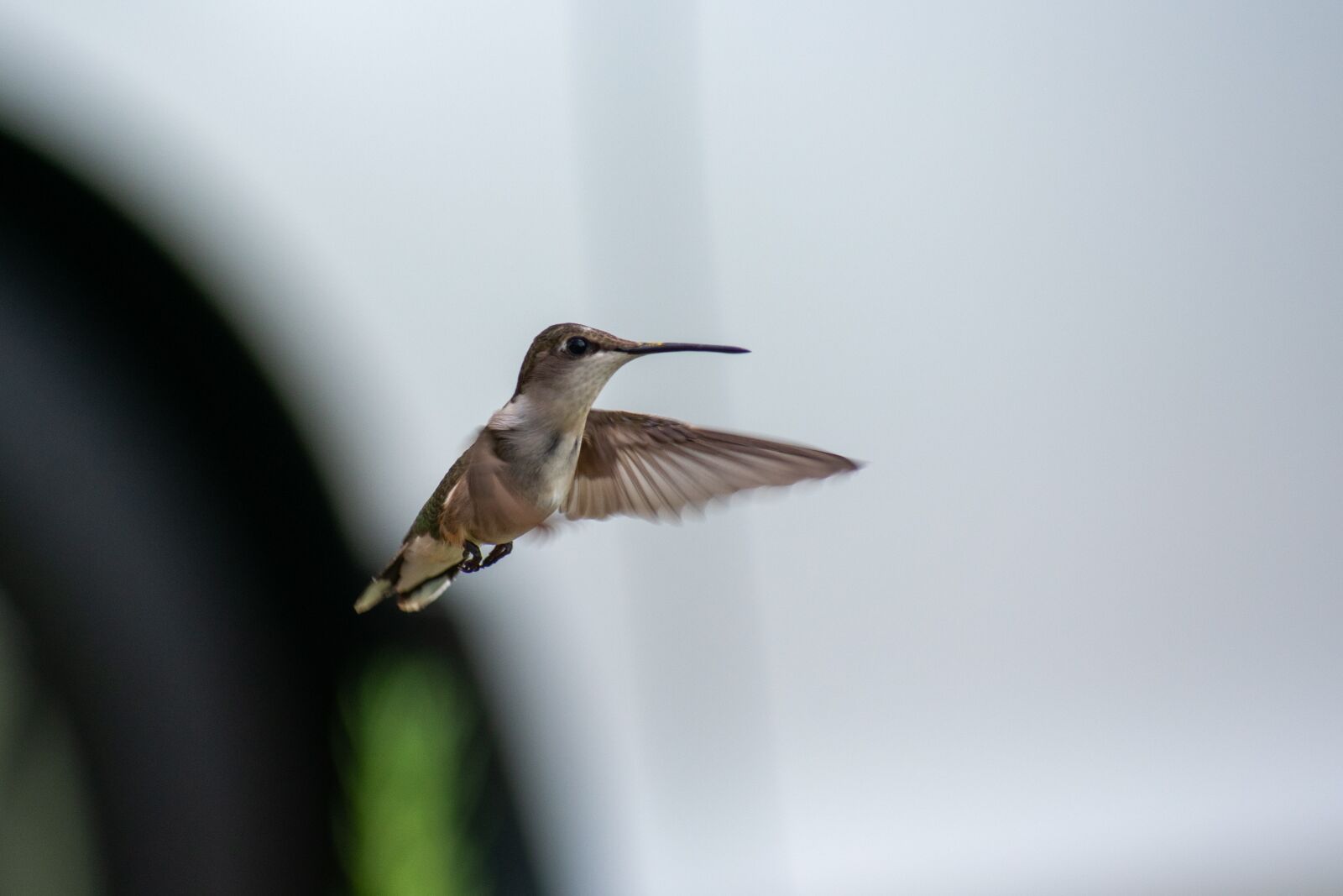 Nikon D3400 sample photo. Bird, nature, hummingbird photography