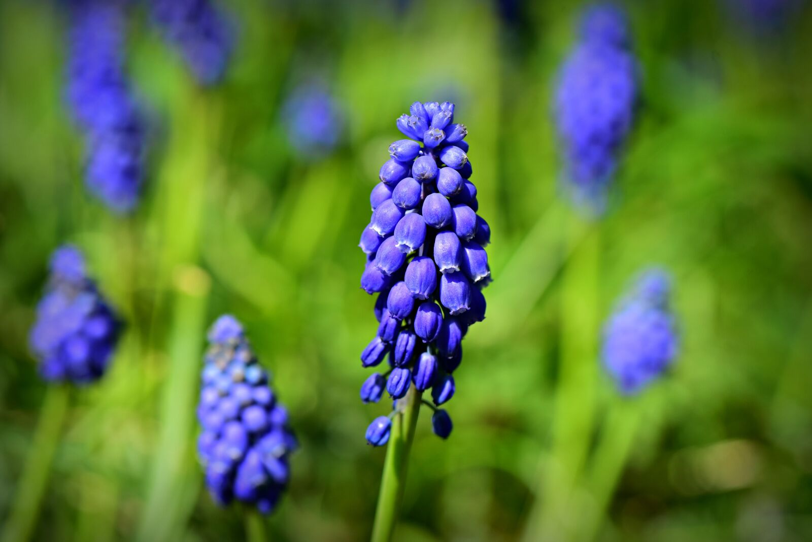 Nikon D750 sample photo. Muscari, flower, plant photography