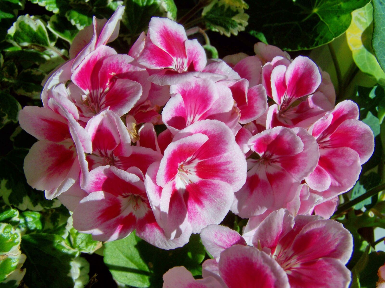 Kodak EASYSHARE ZD710 ZOOM DIGITAL CAMERA sample photo. Geranium, potted flower, white-and-pink-flowered photography