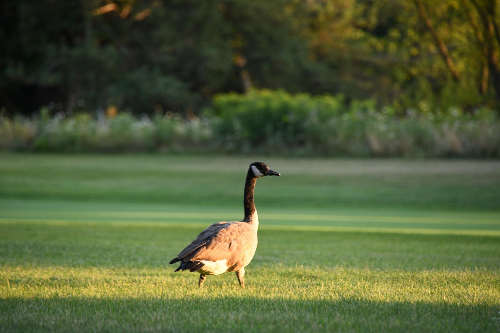 Nikon D7500 sample photo. Goose, nature, bird photography