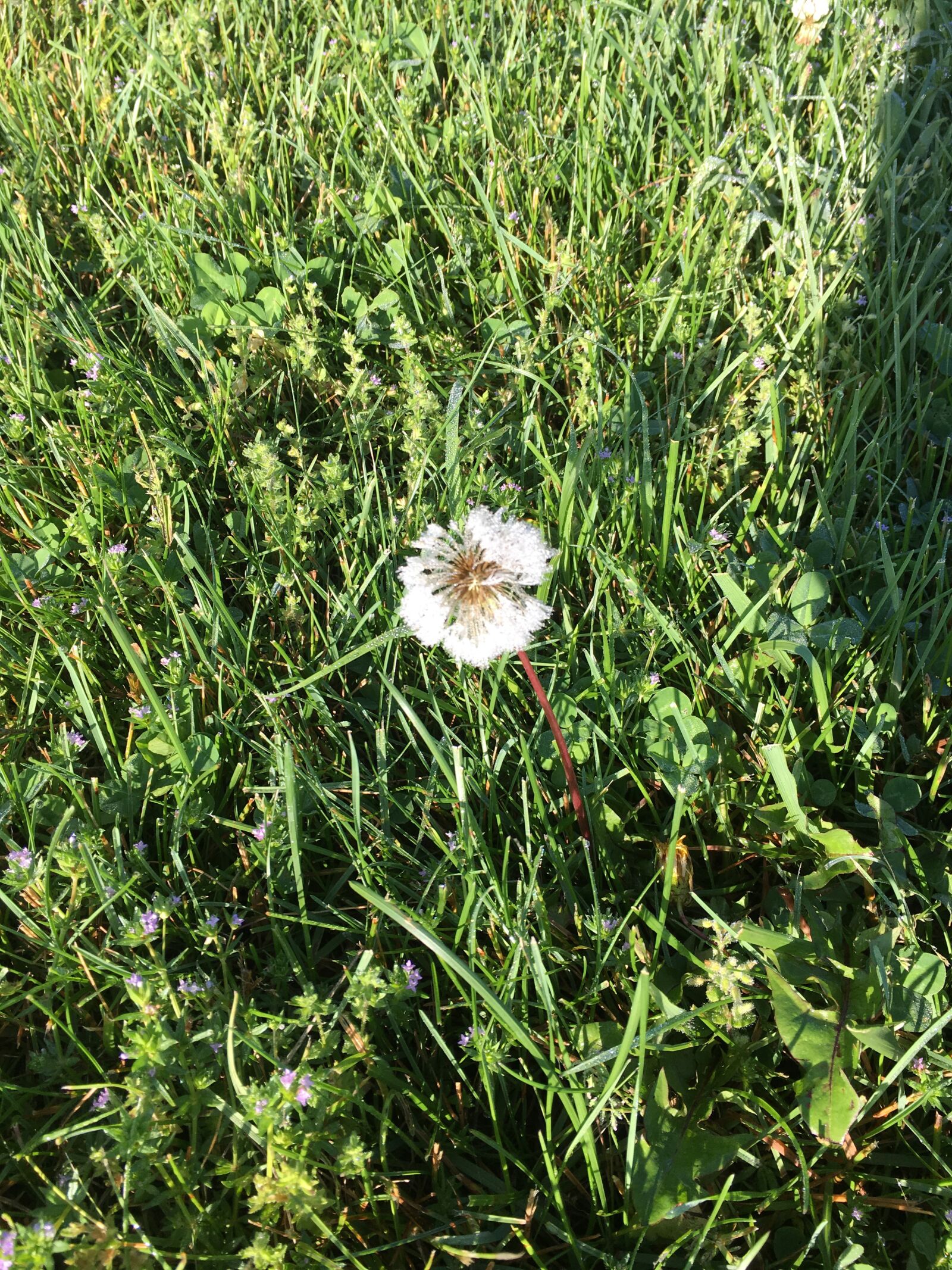 Apple iPhone 6s sample photo. Blossom, grass, alone photography