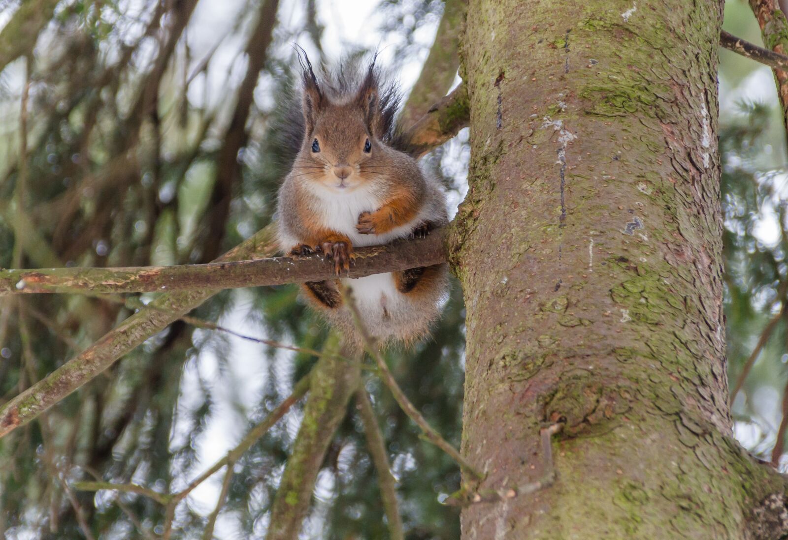 Canon EOS 7D sample photo. Tree, nature, wild animals photography