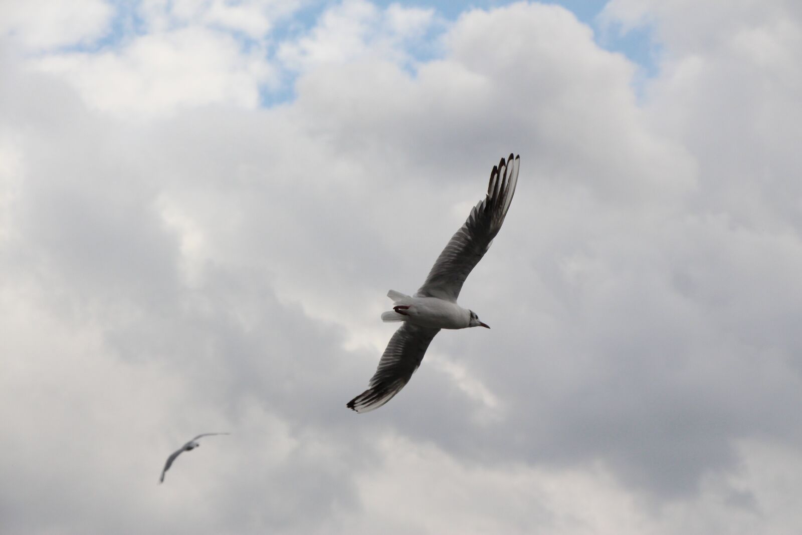 Canon EOS 650D (EOS Rebel T4i / EOS Kiss X6i) sample photo. Seagull, flying, flight photography