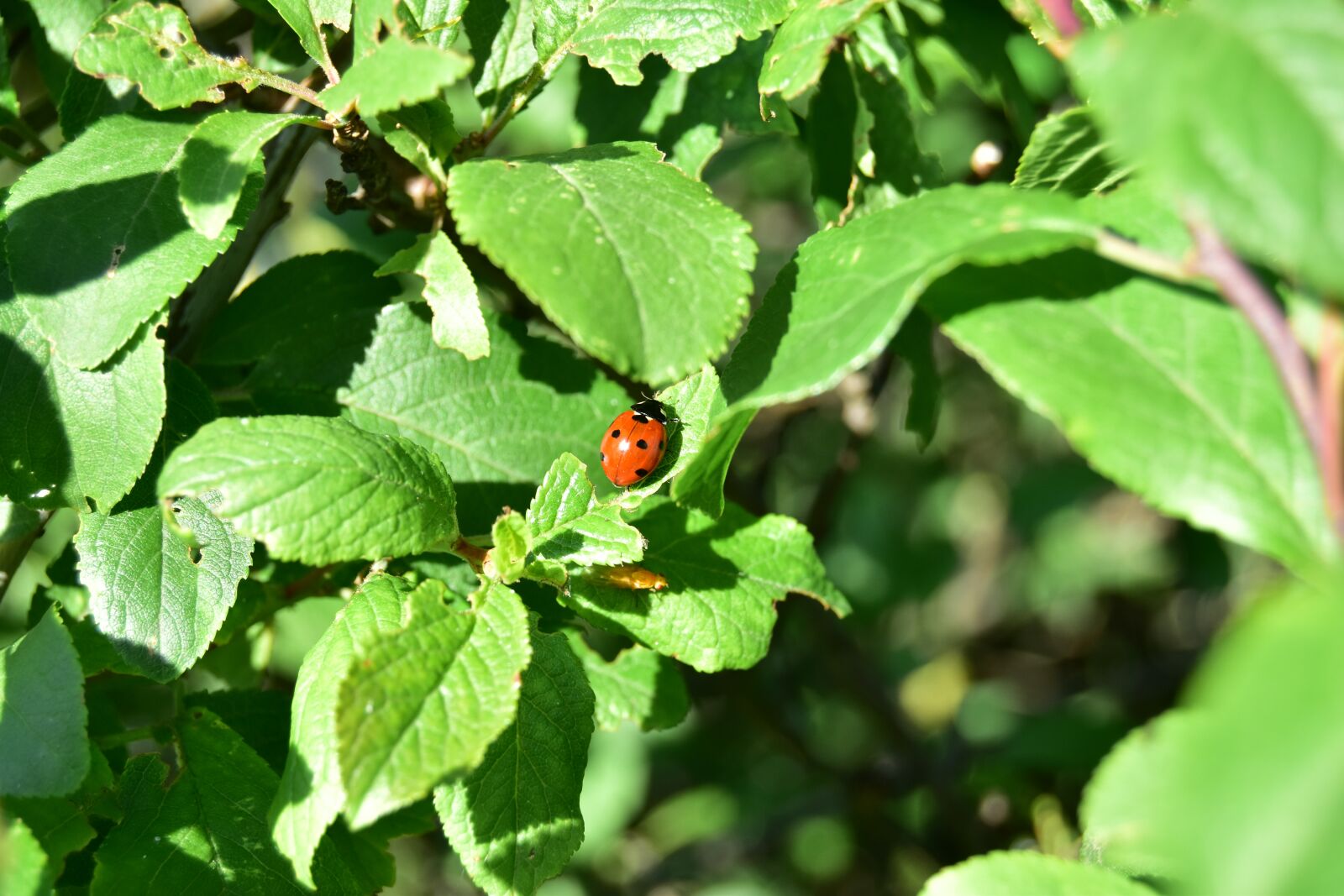Nikon D5600 sample photo. Ladybug, macro, insect photography