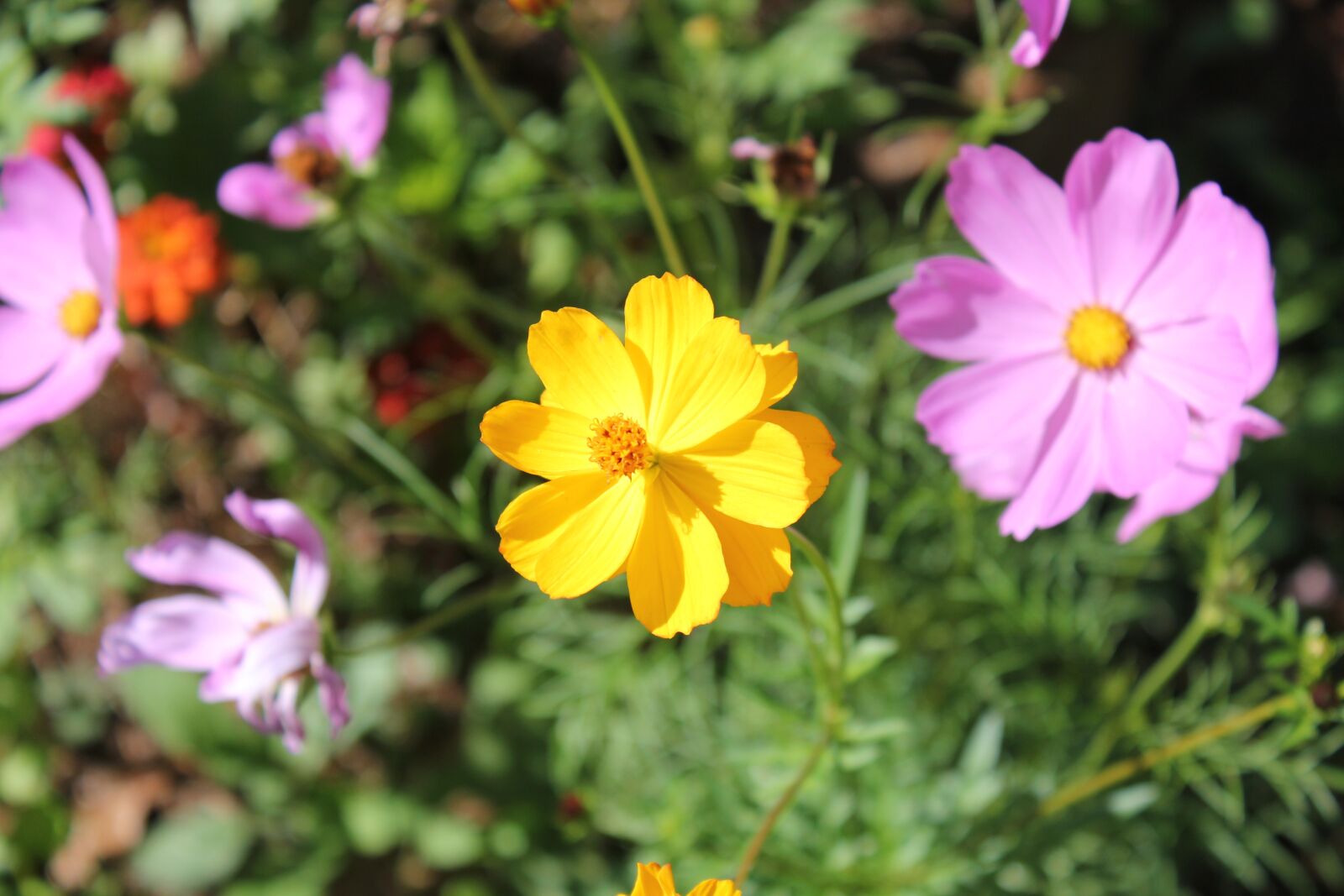 Canon EOS 550D (EOS Rebel T2i / EOS Kiss X4) sample photo. Nature, flower, flora photography