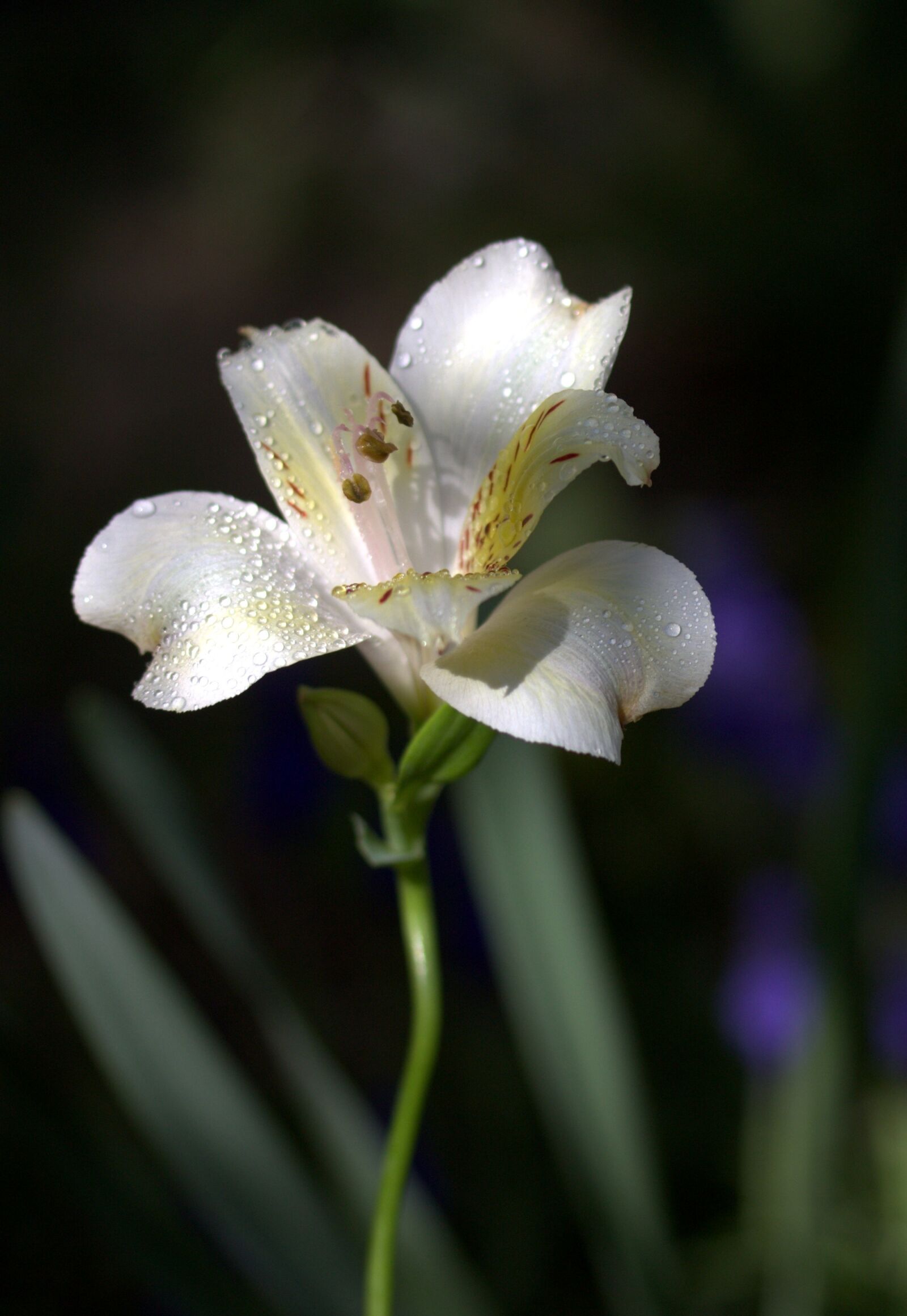 Canon EOS 700D (EOS Rebel T5i / EOS Kiss X7i) sample photo. Lily, flower, wild photography