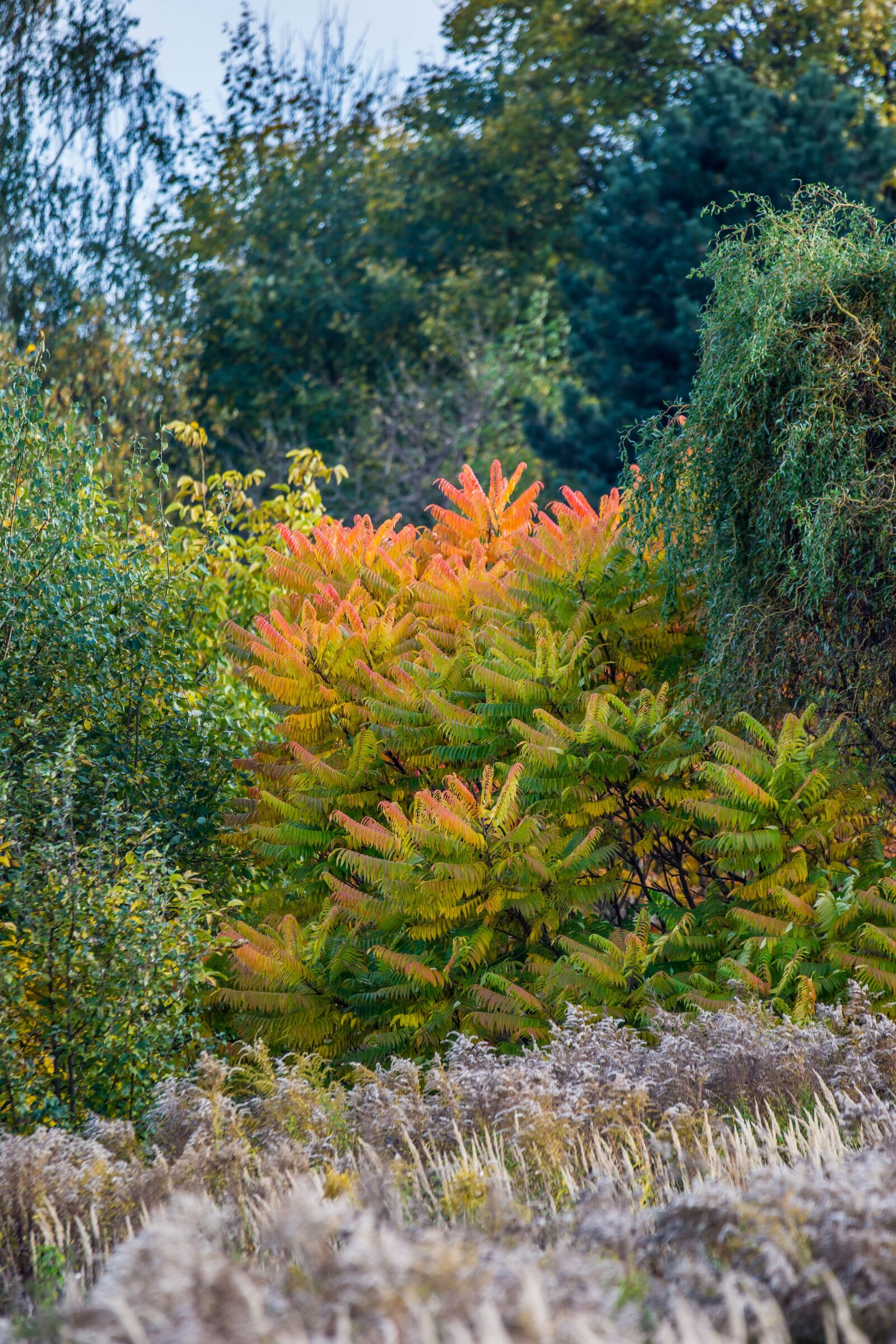 Nikon D7200 sample photo. Green trees, orange, autumn photography