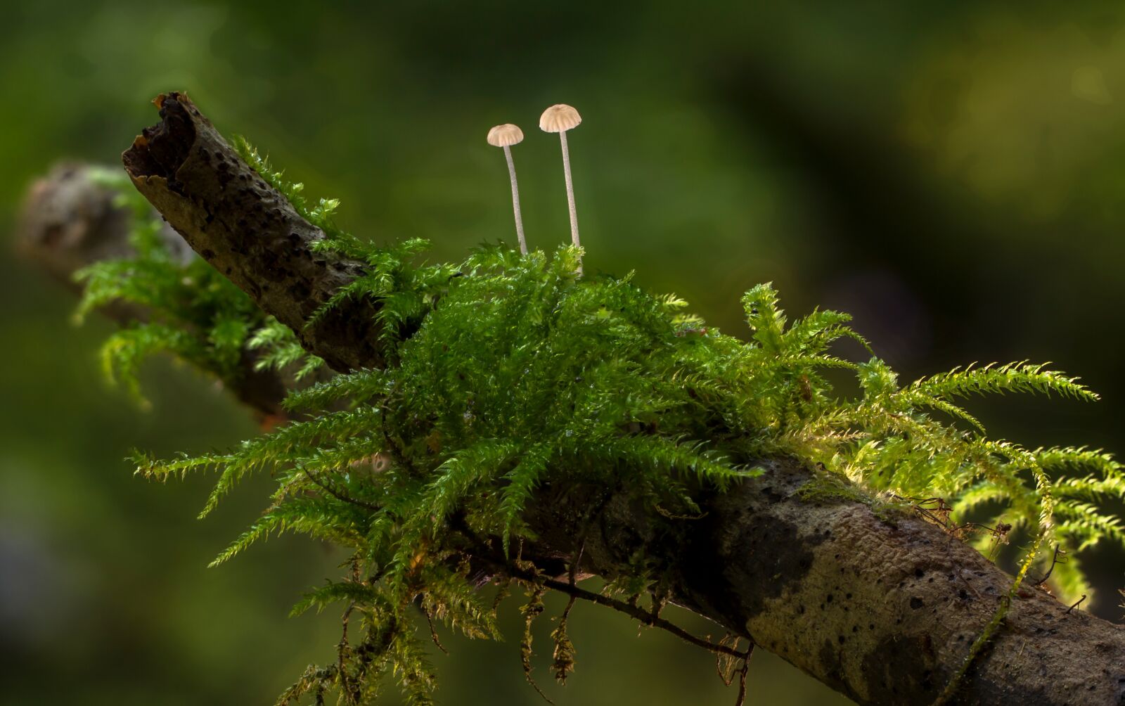 Tamron SP AF 60mm F2 Di II LD IF Macro sample photo. Mushroom, moss, mini mushroom photography