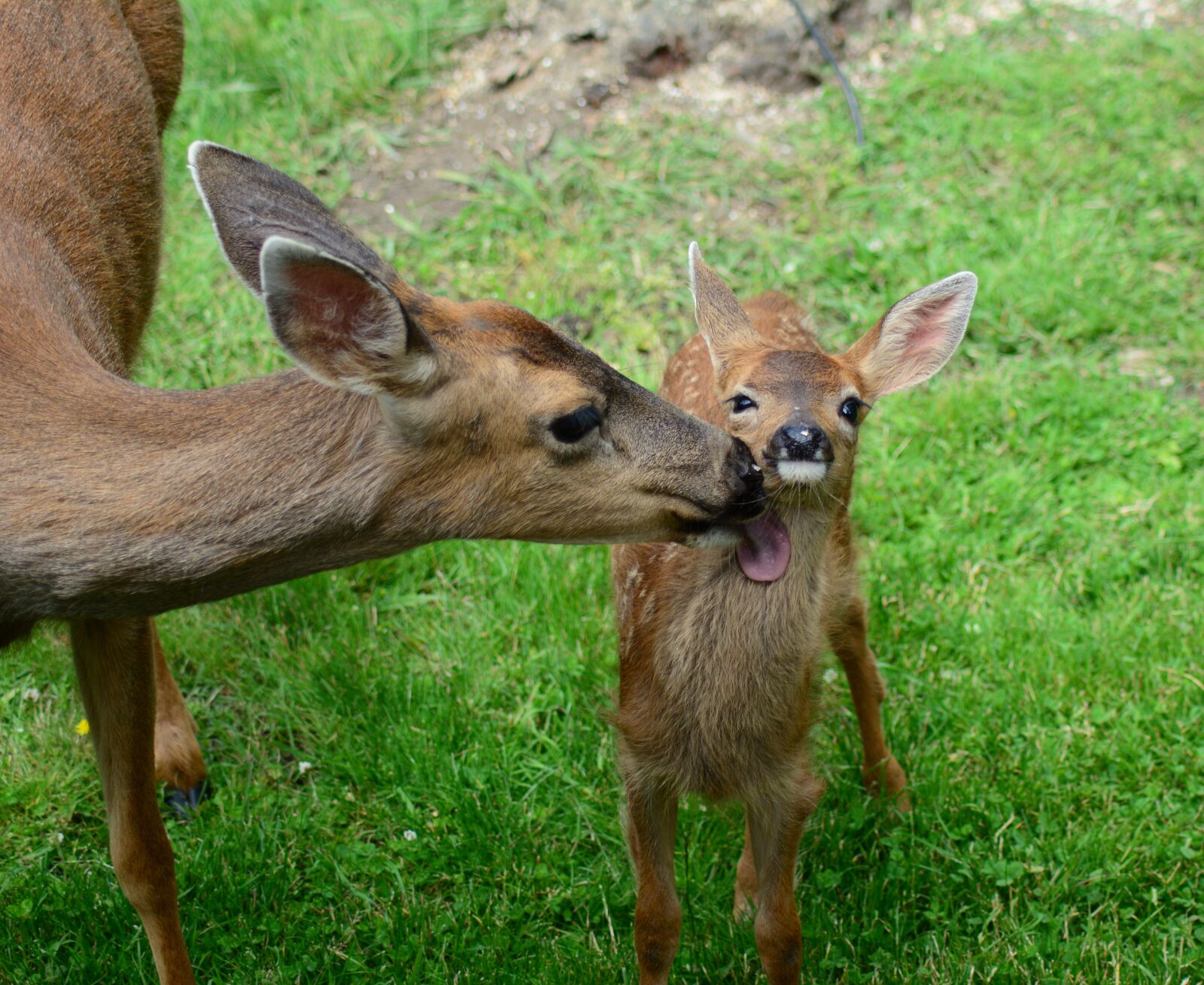Nikon D7100 sample photo. Doe, fawn, deer photography