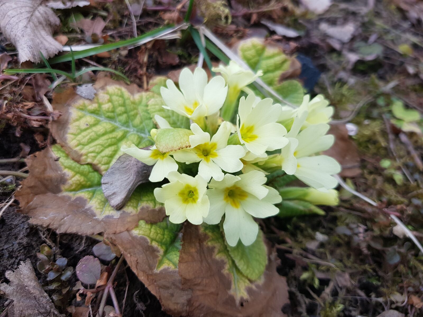 Samsung Galaxy S8 sample photo. Nature, plant, flower photography