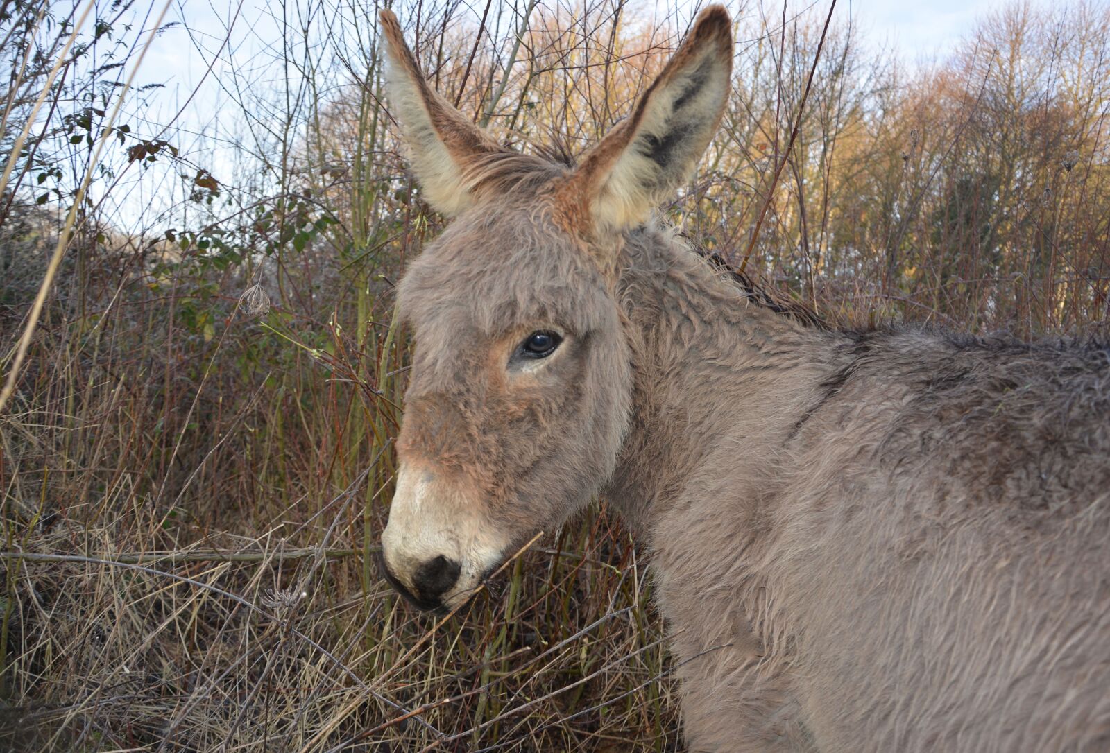 Nikon D5200 sample photo. Donkey, animal portrait, brown photography