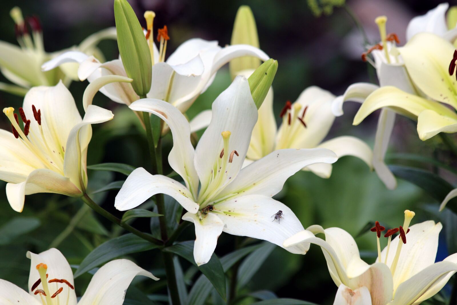 Canon EOS 650D (EOS Rebel T4i / EOS Kiss X6i) sample photo. Lily, white lilies, flowers photography