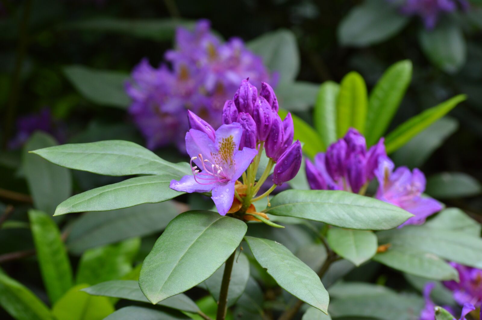 Nikon D3200 sample photo. Flower, pink, garden photography