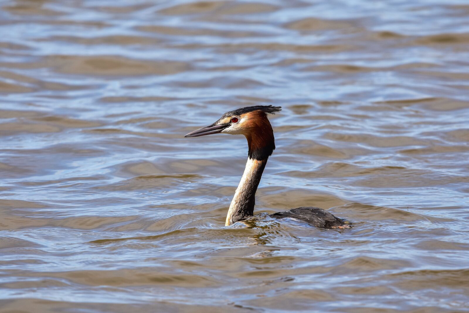 Nikon D7200 sample photo. Animal, pond, water photography