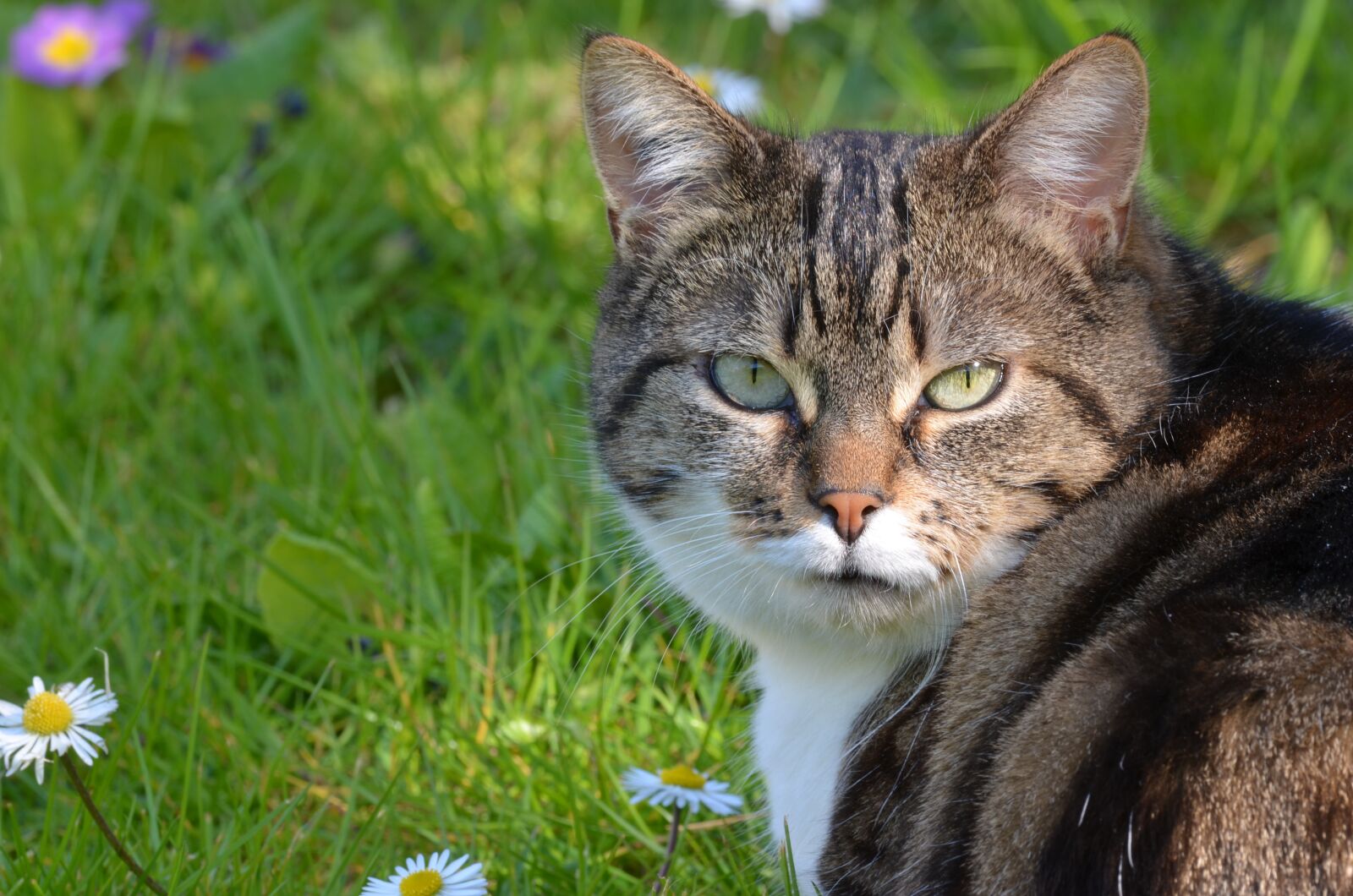 Nikon D5100 sample photo. Animal, cat, feline photography