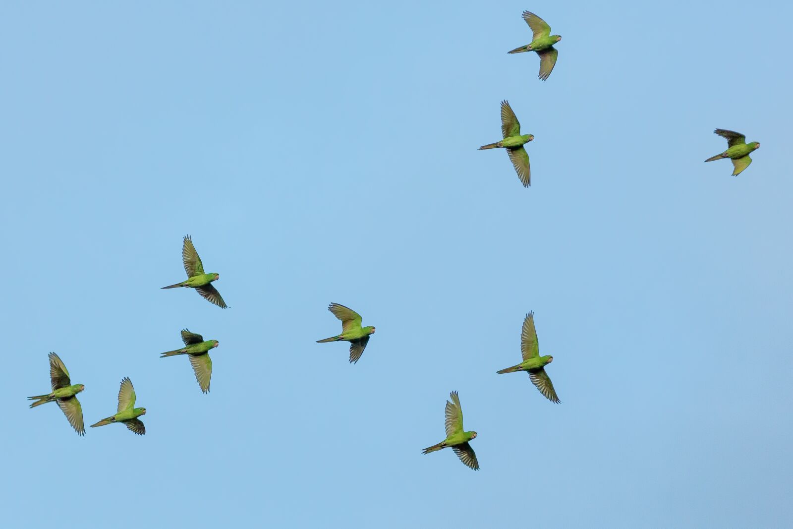 Canon EOS 5D Mark III sample photo. Animals, avian, birds photography