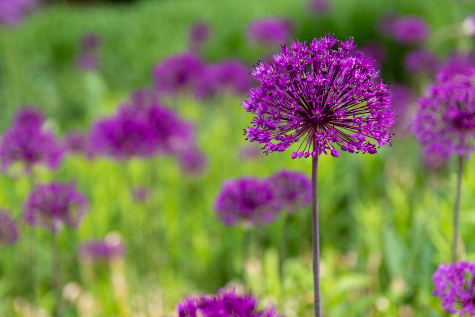 Nikon D5600 sample photo. Allium, ornamental onion, purple photography