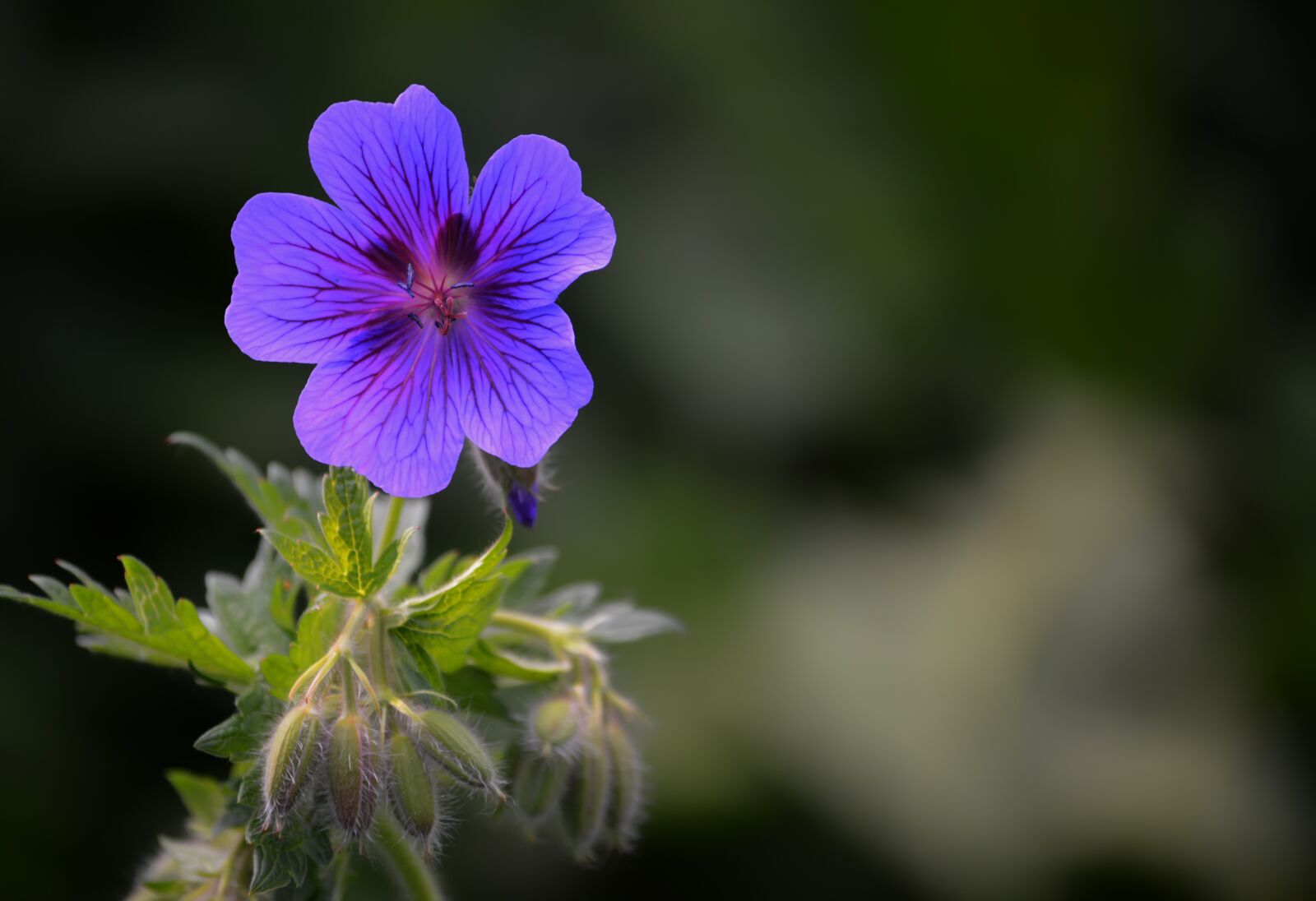 Nikon D5200 sample photo. Flowers, garden, spring photography