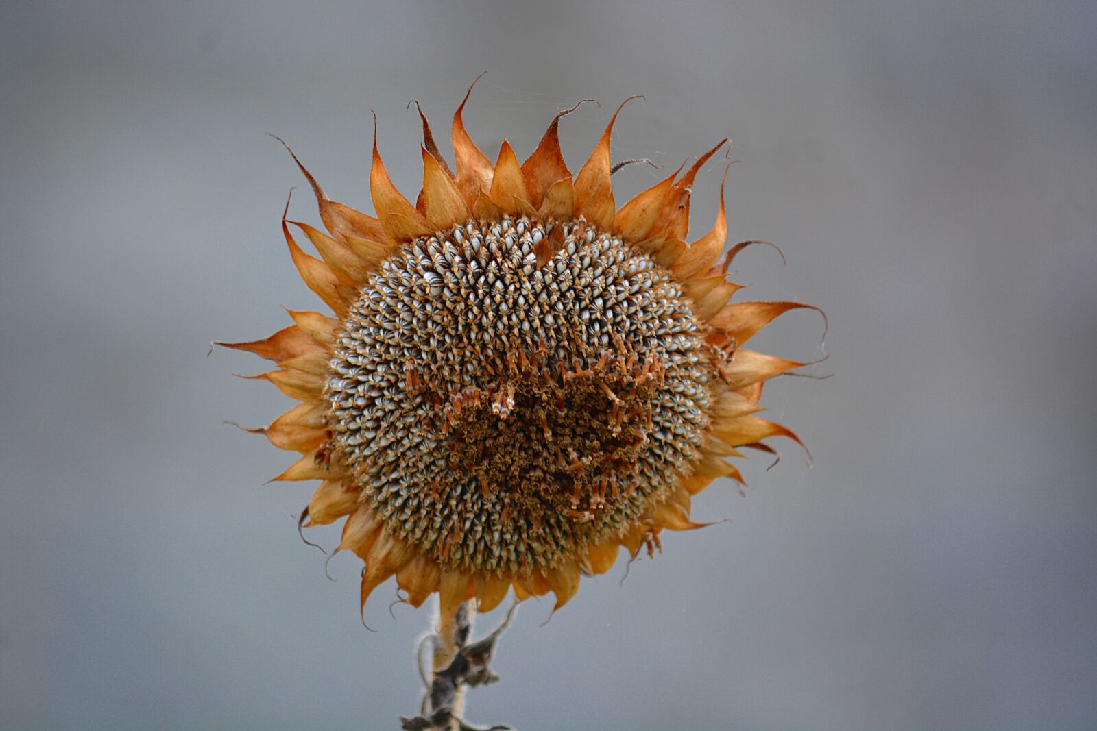 Nikon D5200 sample photo. Wilted flower, sunflower faded photography