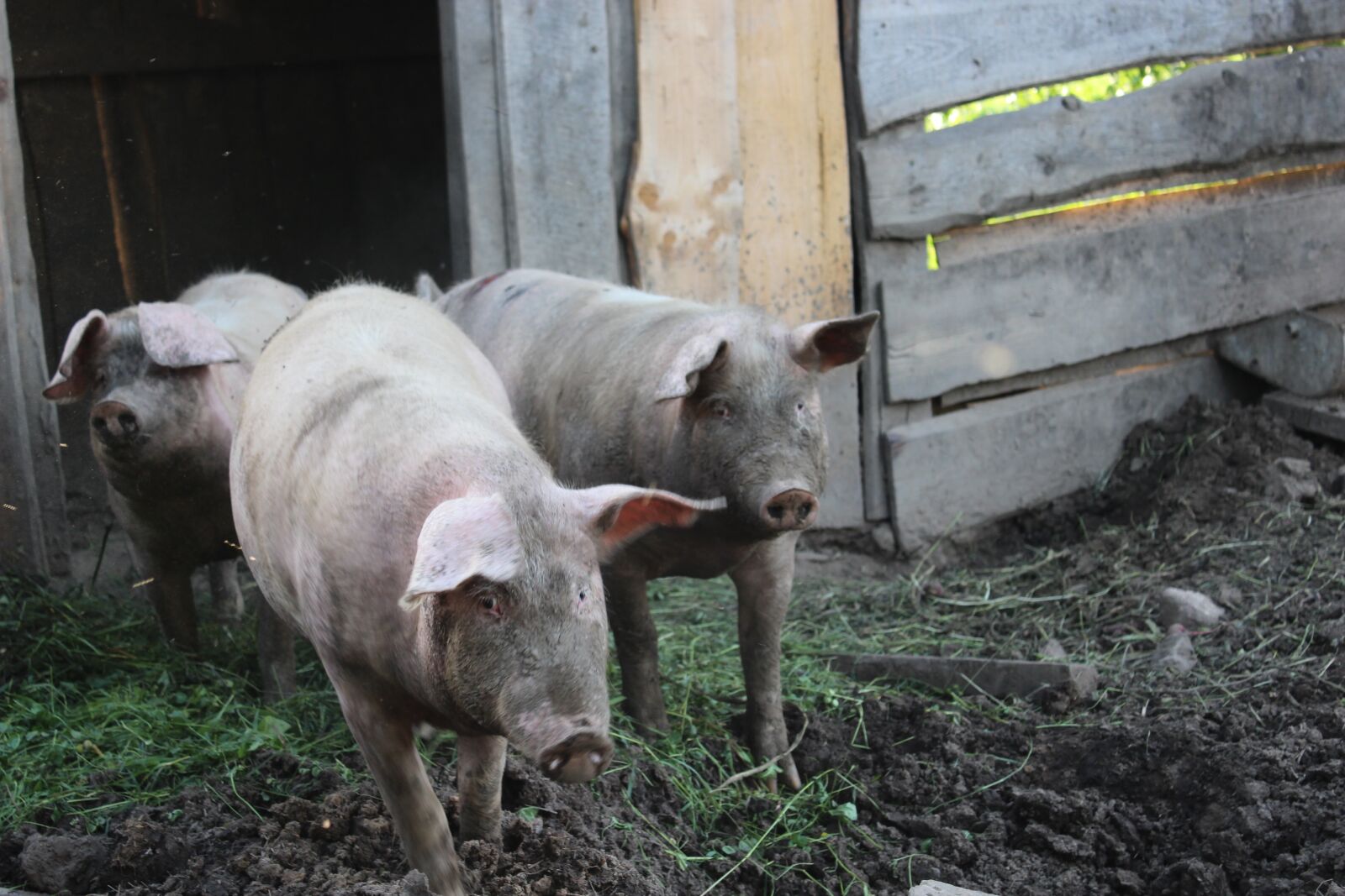Canon EOS 600D (Rebel EOS T3i / EOS Kiss X5) sample photo. Pig, nature, animal photography