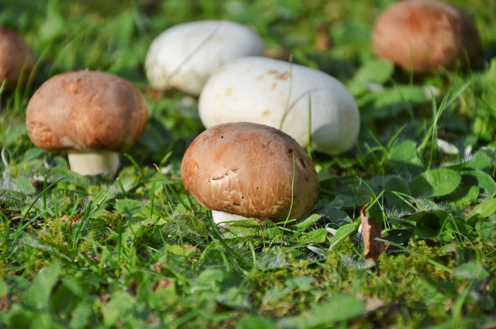 Nikon D3200 sample photo. Mushroom, egerling, disc fungus photography