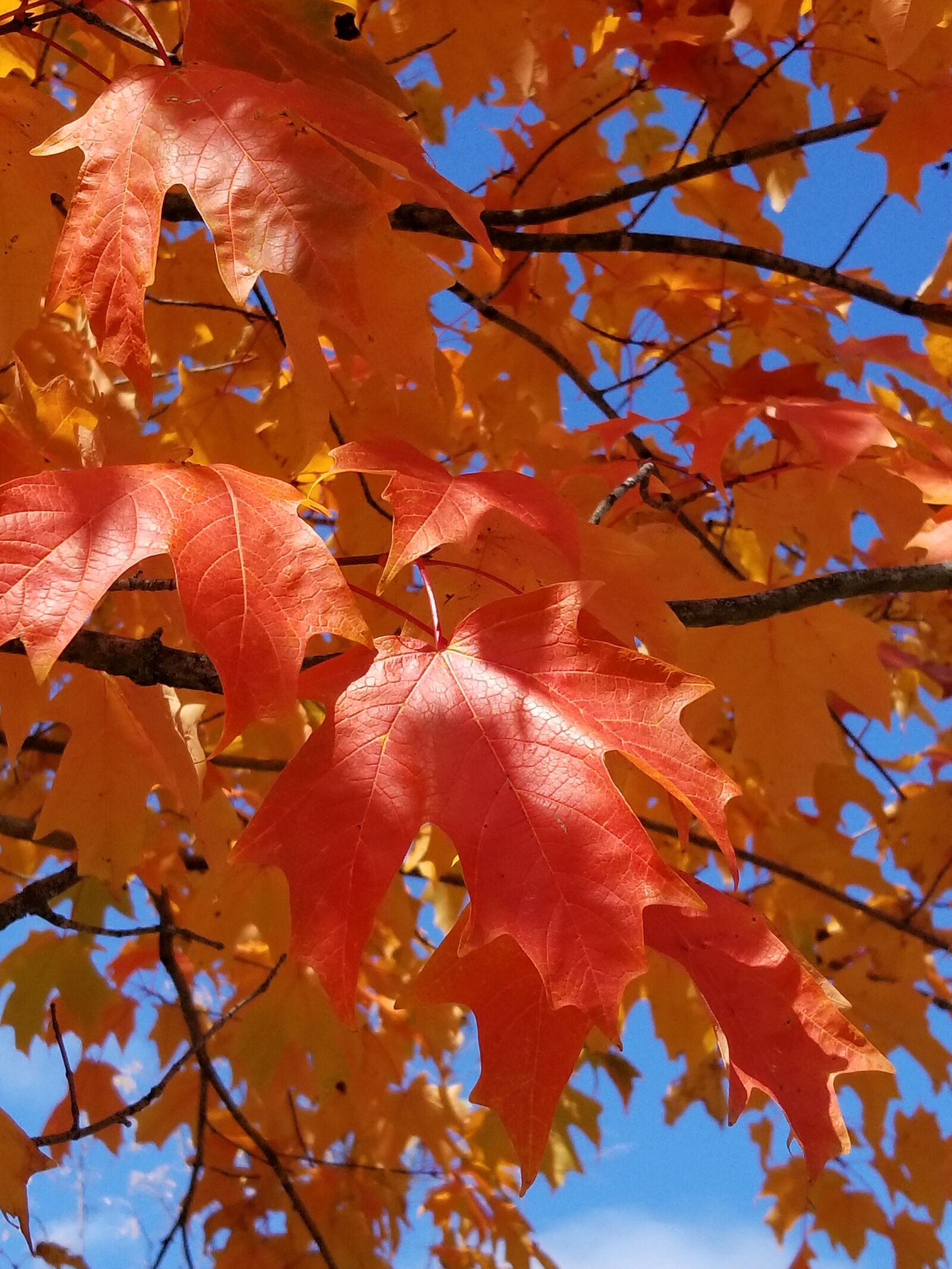 Samsung Galaxy S8 sample photo. Leaves, autumn, fall photography