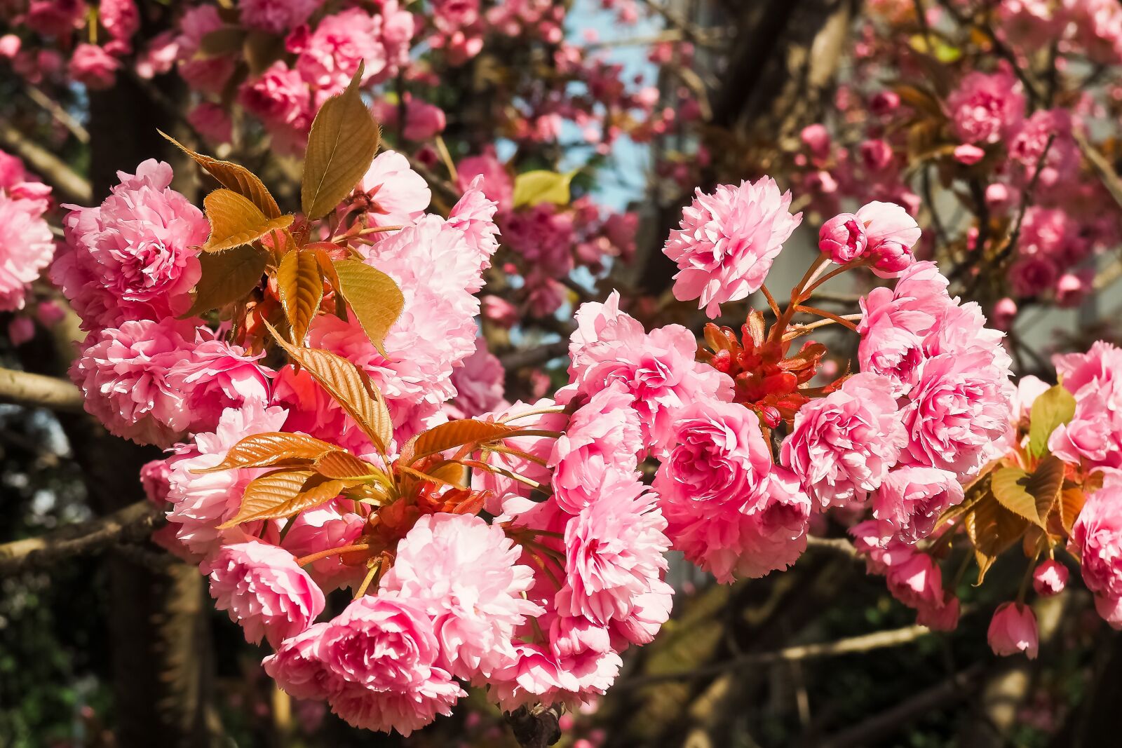 Olympus OM-D E-M10 sample photo. Cherry blossom, tree, spring photography