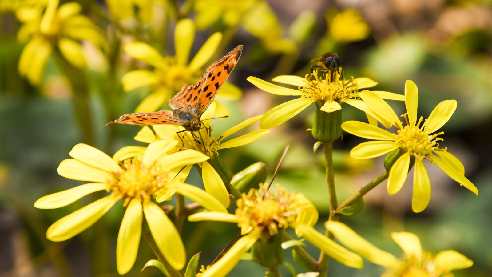 Nikon D750 sample photo. Butterfly, animal, flowers photography