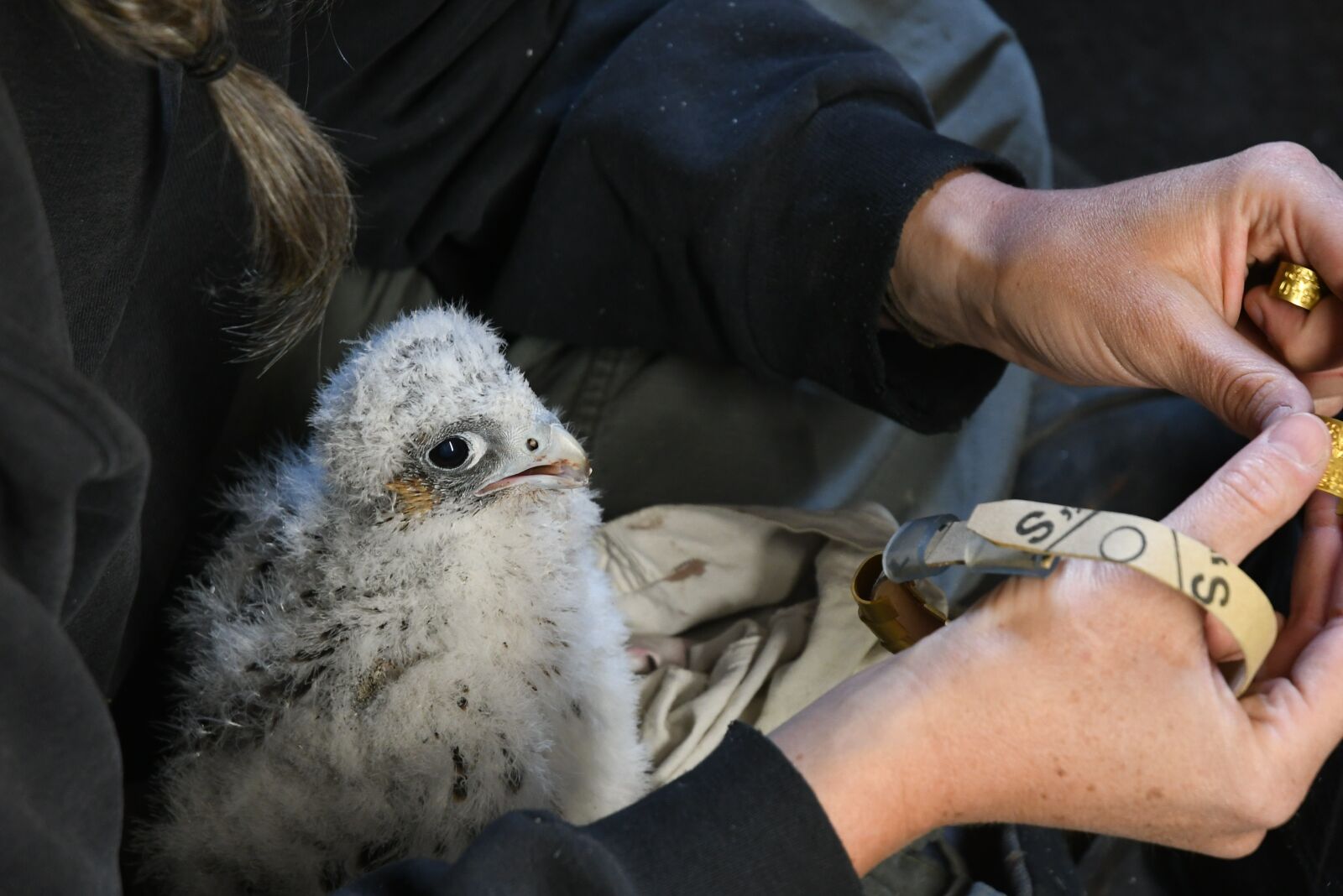 Nikon D7500 sample photo. A young peregrine falcon photography