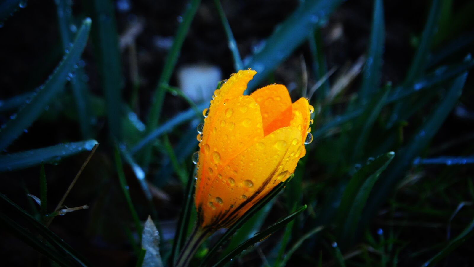 Sony Cyber-shot DSC-HX300 sample photo. Crocus, yellow crocus, yellow photography