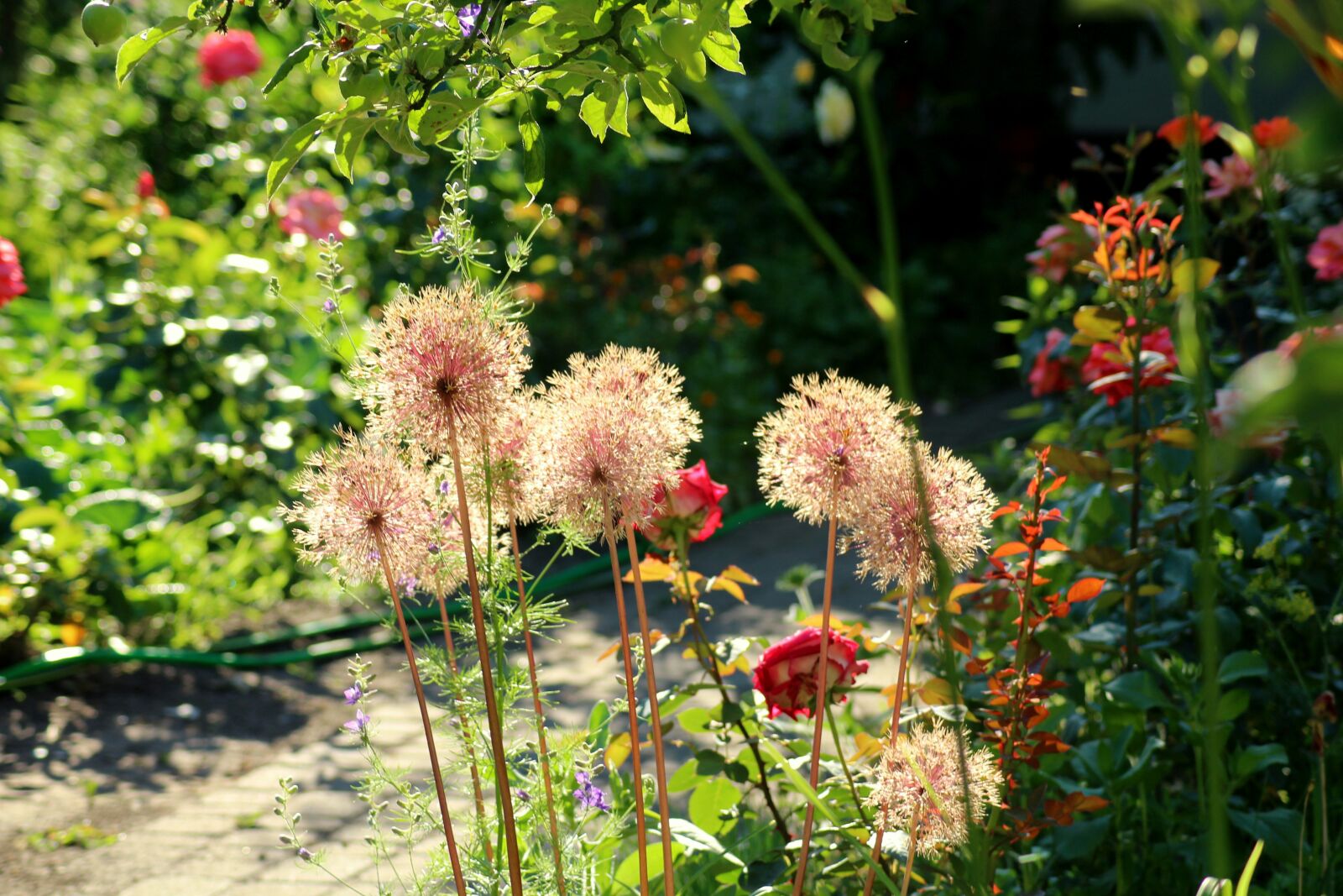 Canon EOS 1200D (EOS Rebel T5 / EOS Kiss X70 / EOS Hi) sample photo. Garden, morning, vegetation photography