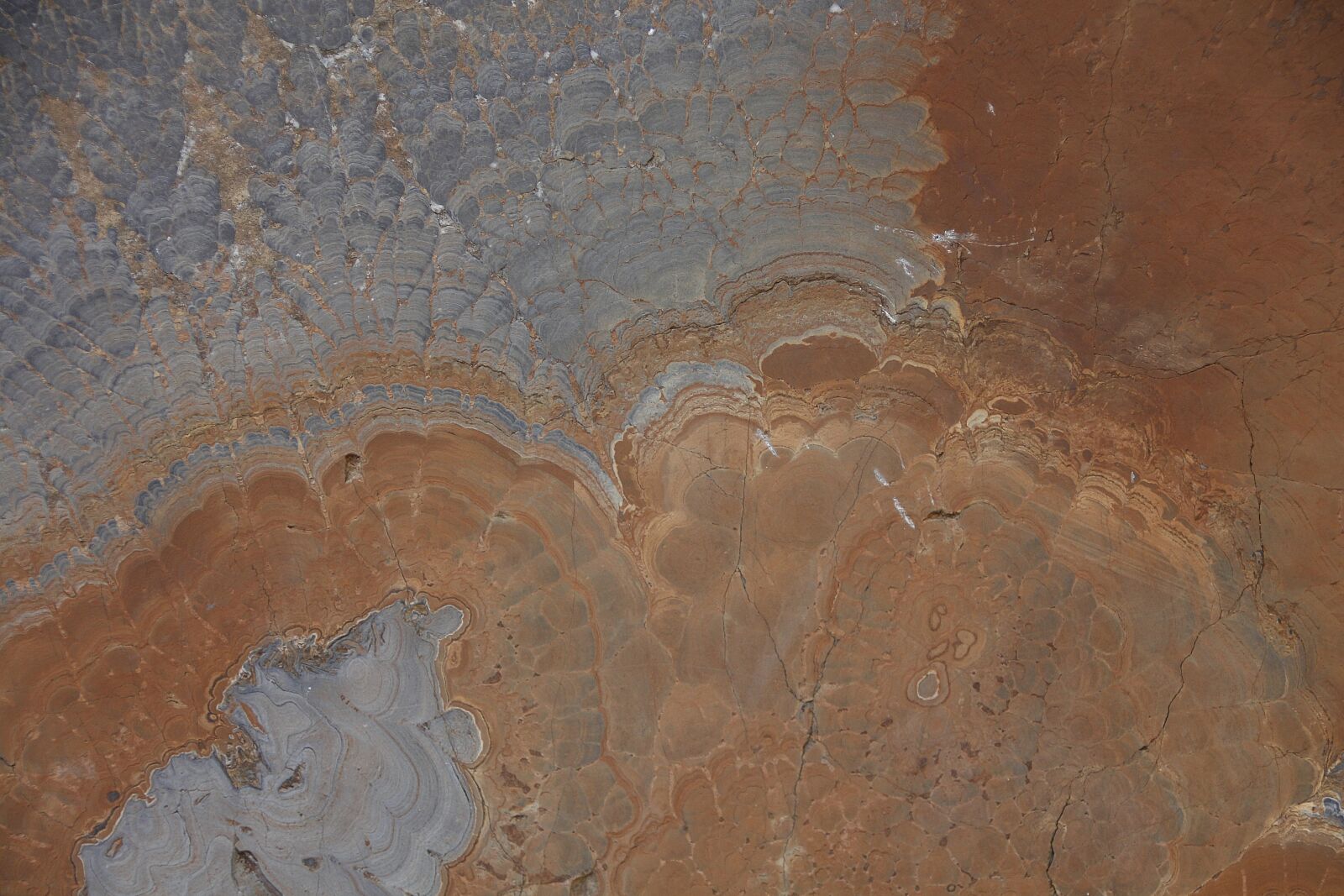Canon EOS 650D (EOS Rebel T4i / EOS Kiss X6i) sample photo. Petrified tree stump, texture photography