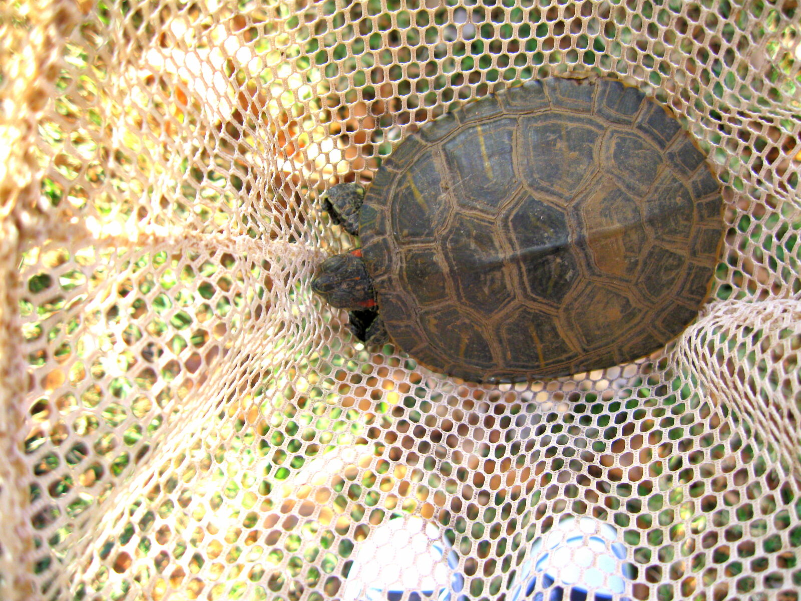 Canon PowerShot A590 IS sample photo. Autumn, catching, net, turtle photography