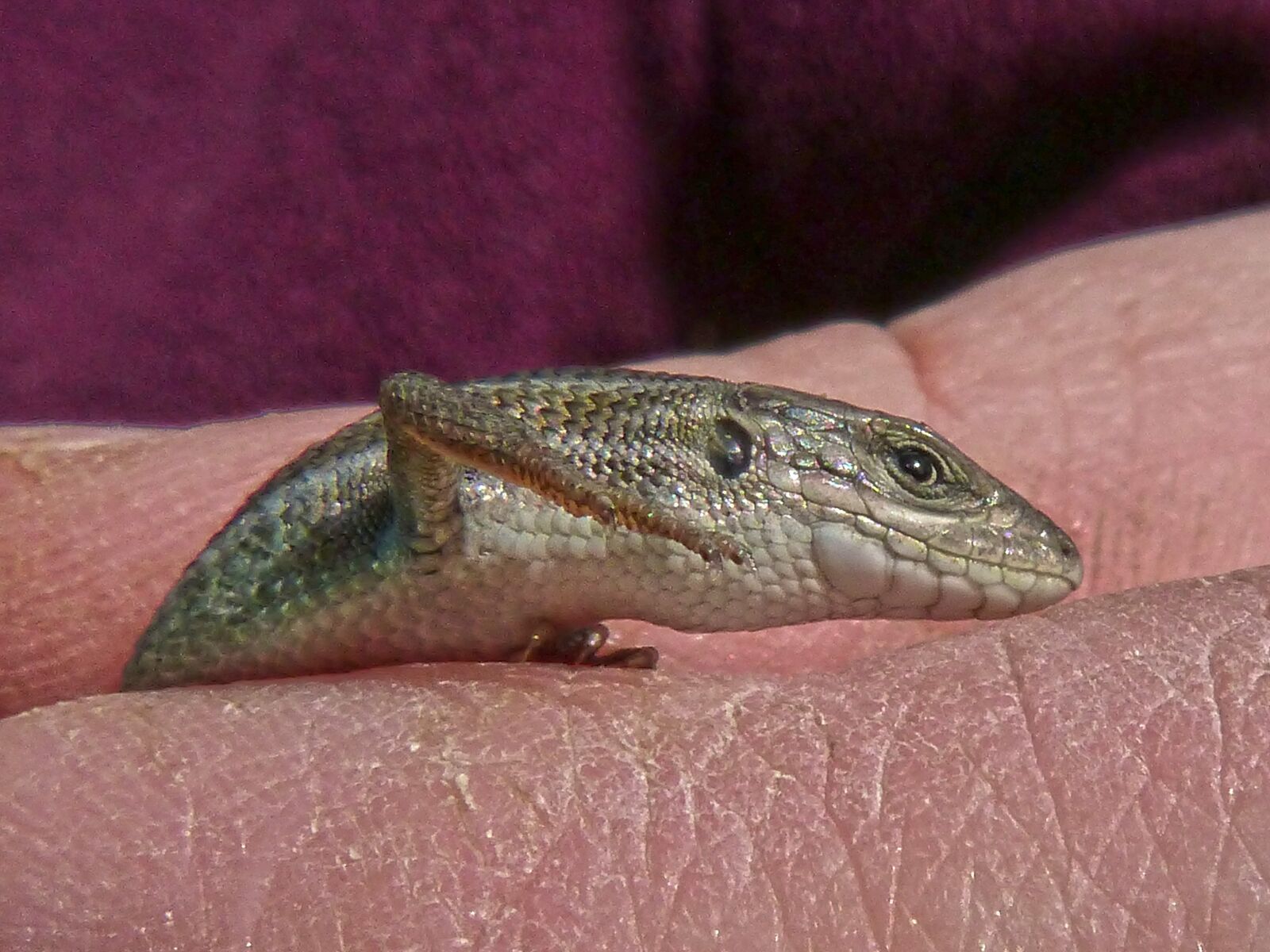 Panasonic DMC-FZ62 sample photo. Lizard, detail, scales photography