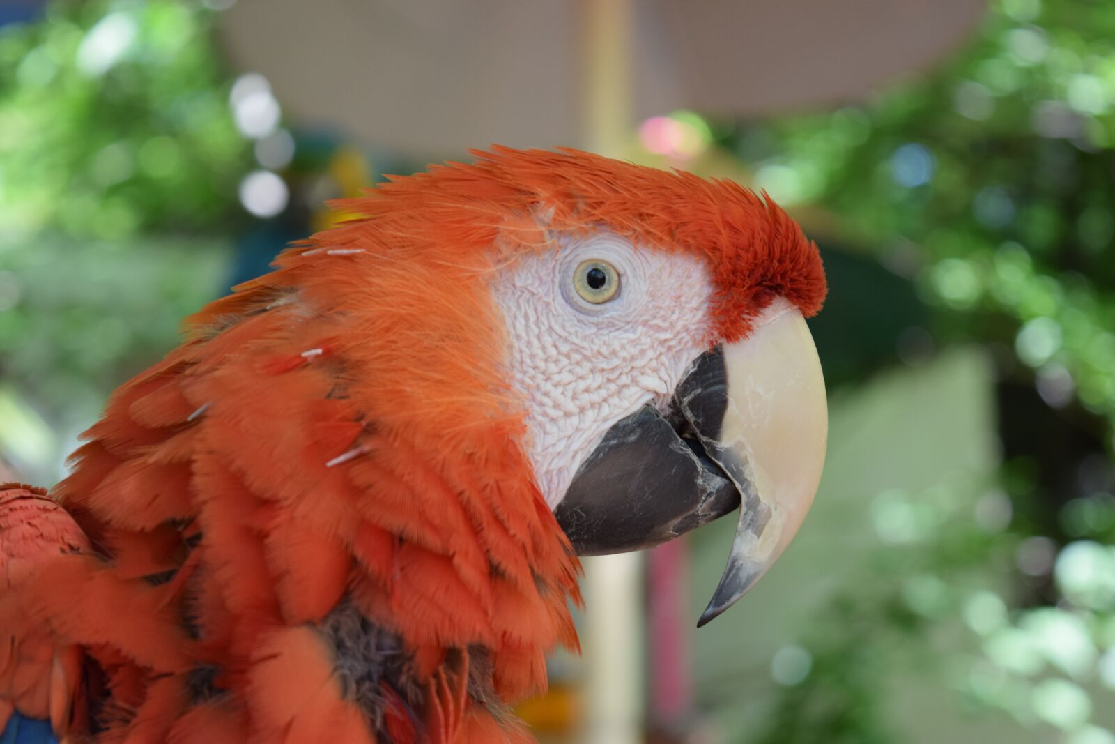Nikon D3300 sample photo. Parrot, rust, orange photography