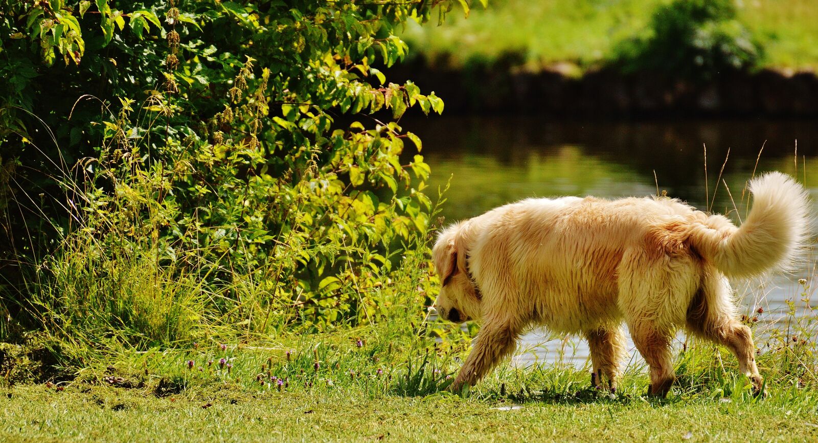 Nikon D3200 sample photo. Dog, park, plant photography