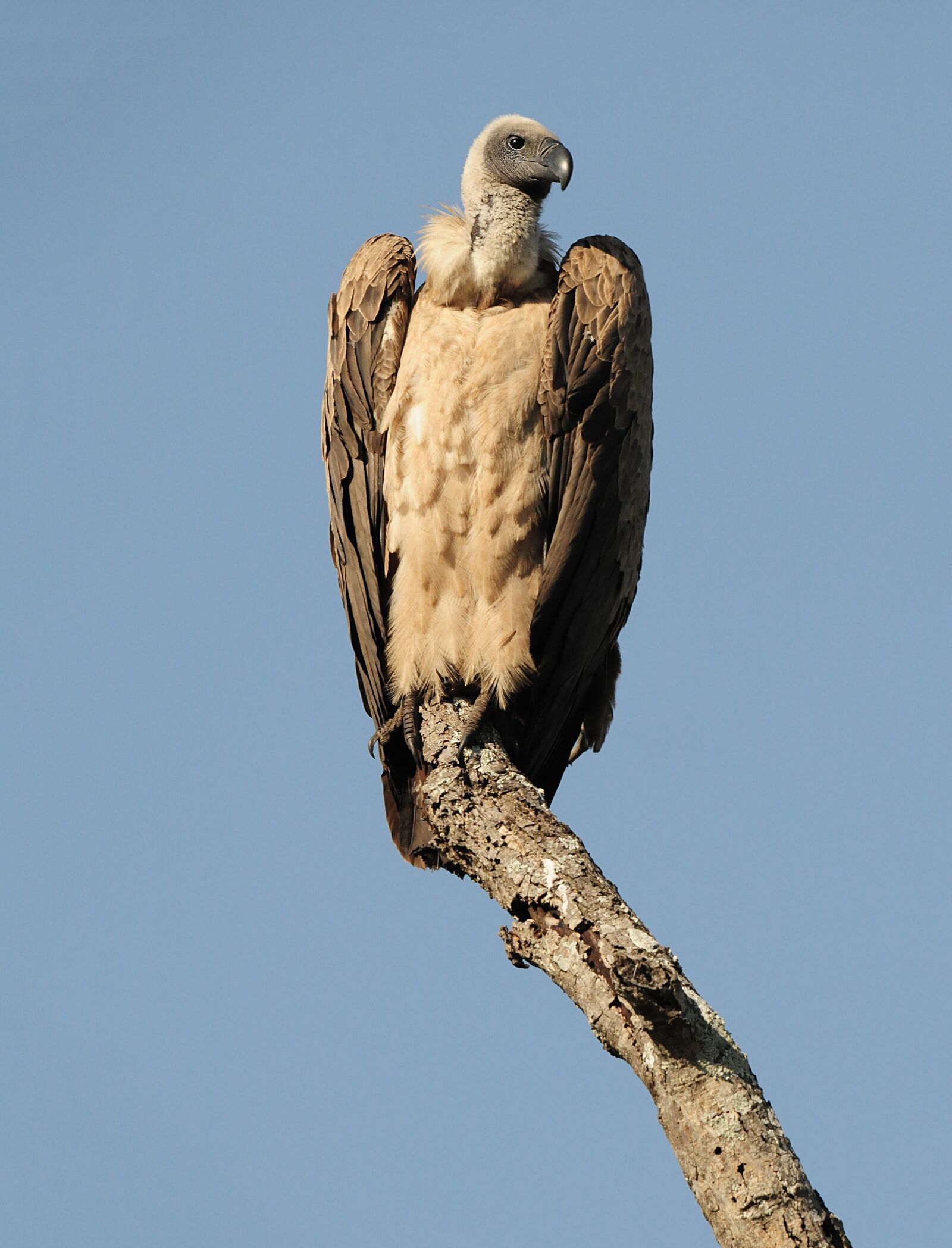 Nikon D300 sample photo. Bird, raptor, sky photography